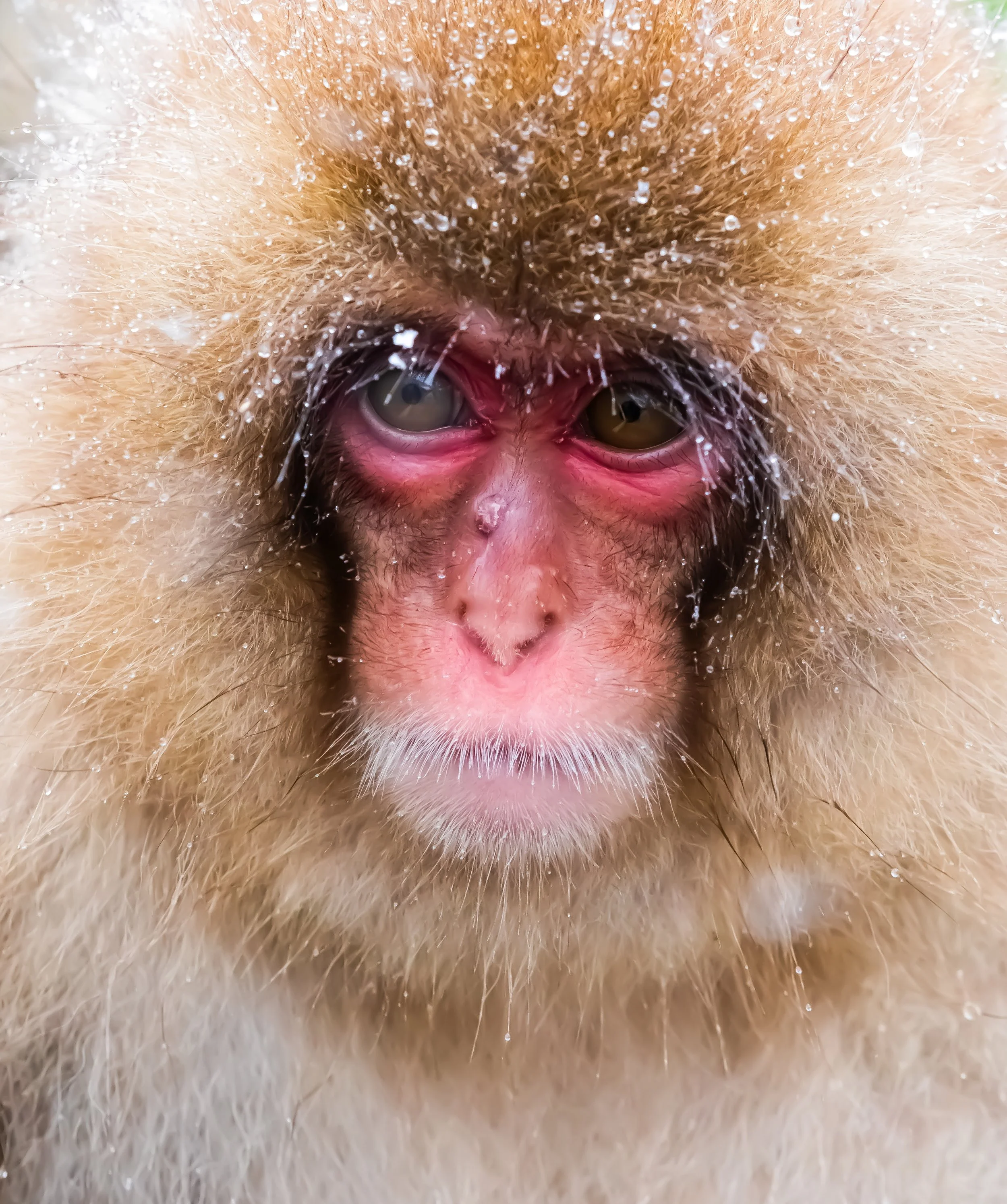 11 Snow Monkey