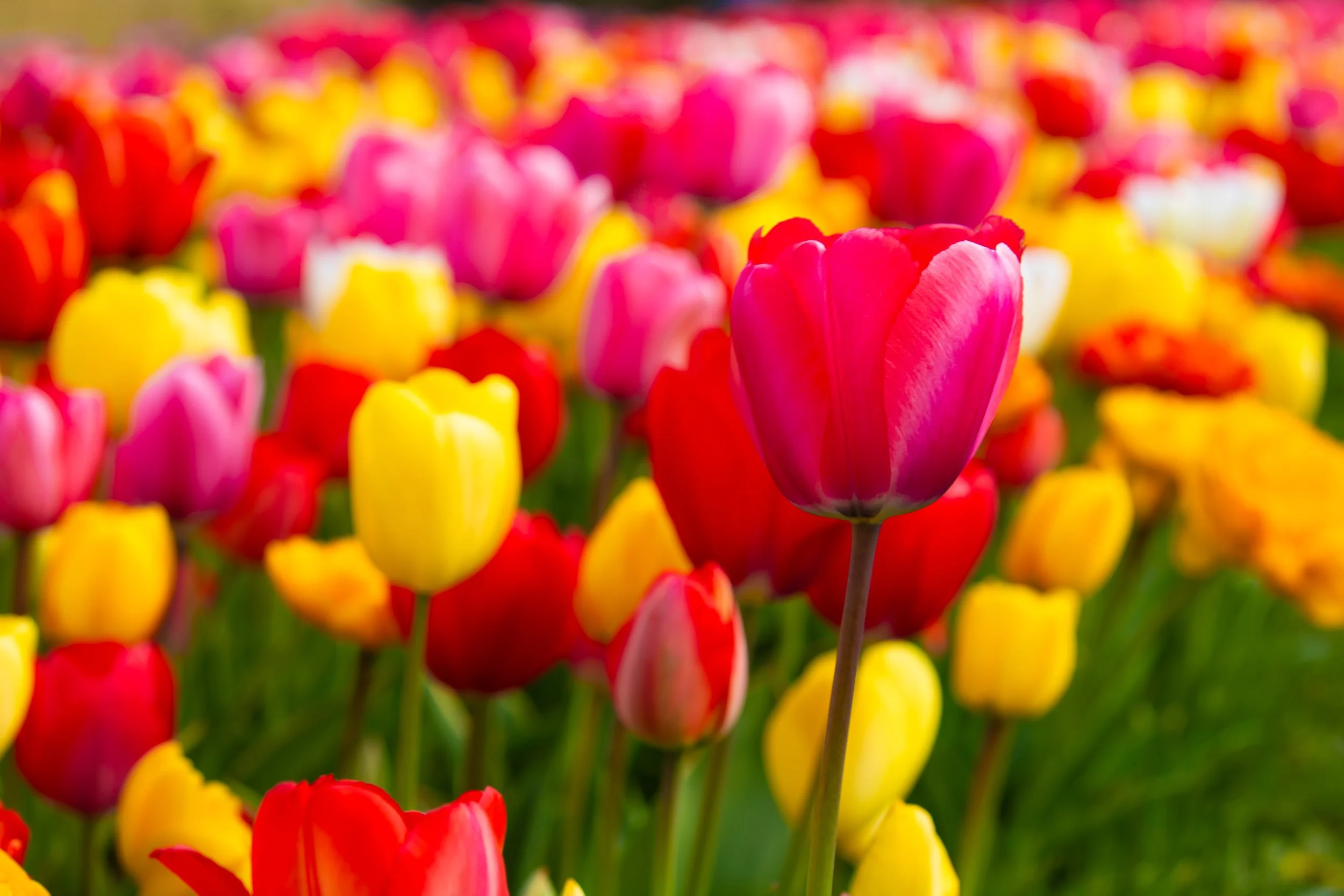 05 Tulips