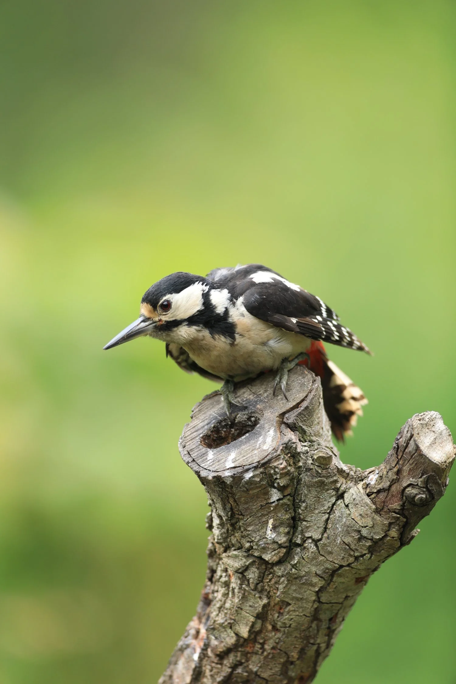 26 Great Spotted Woodpecker