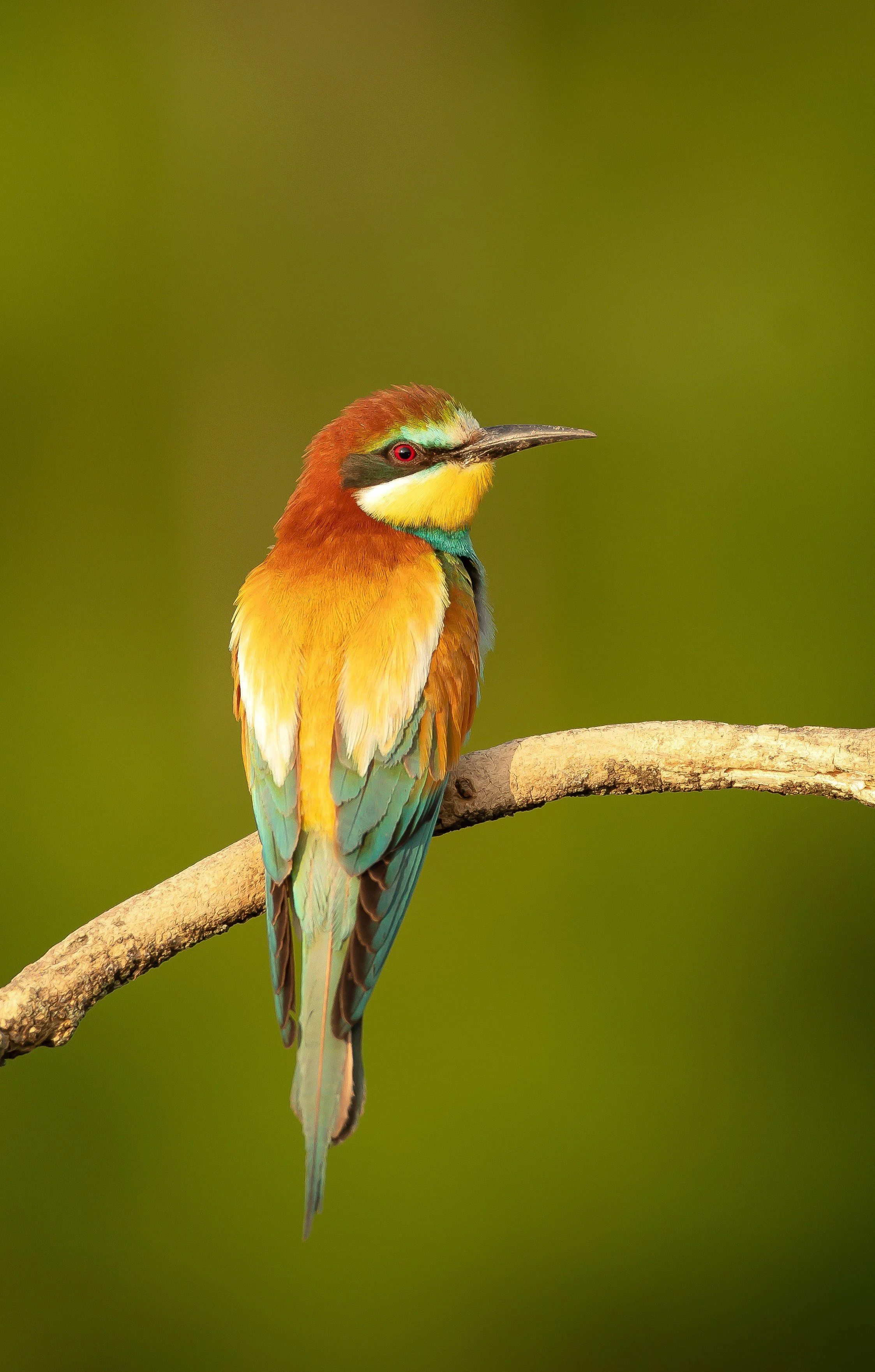 07 Bee-eater