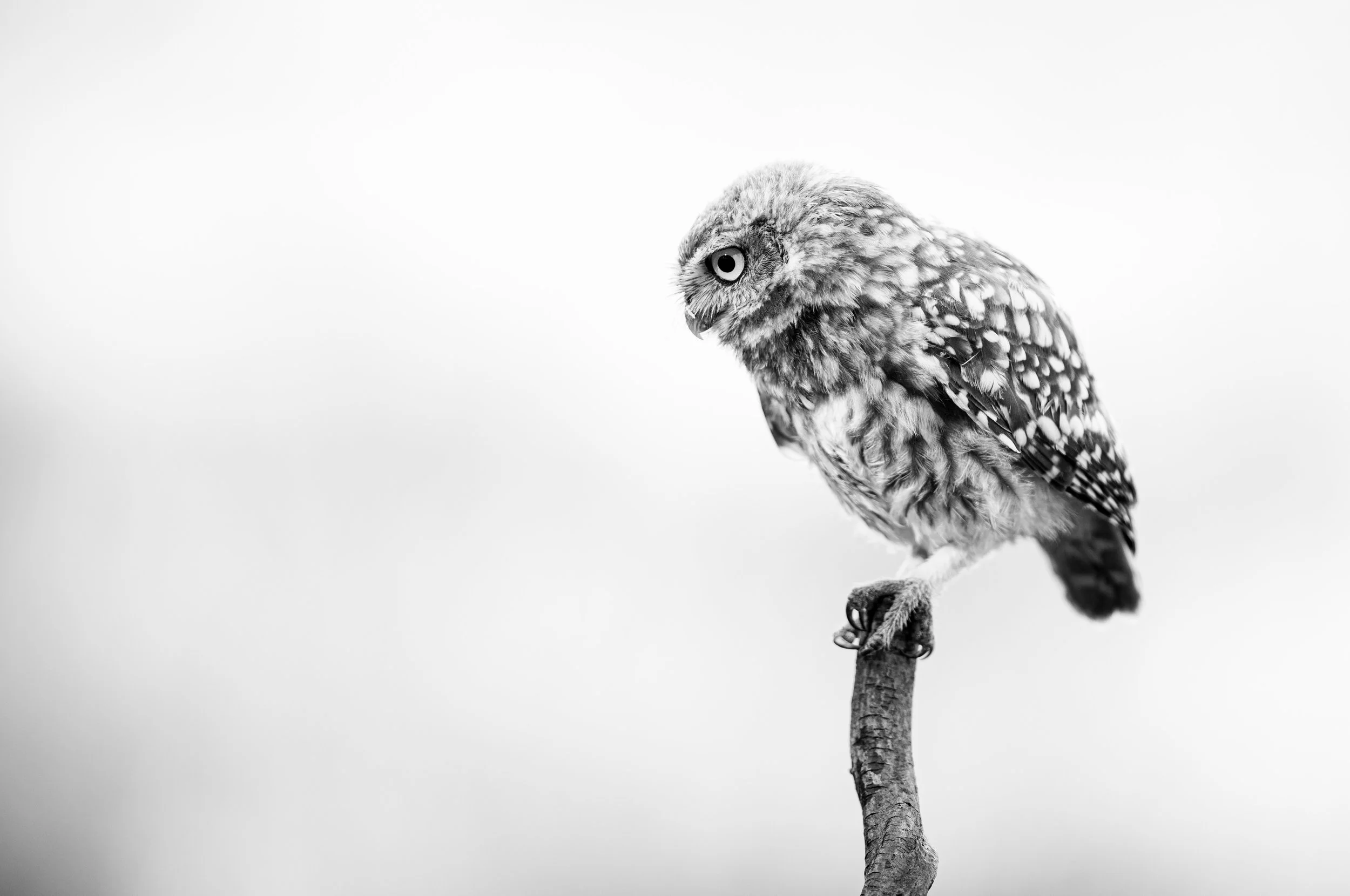 23 Little Owl