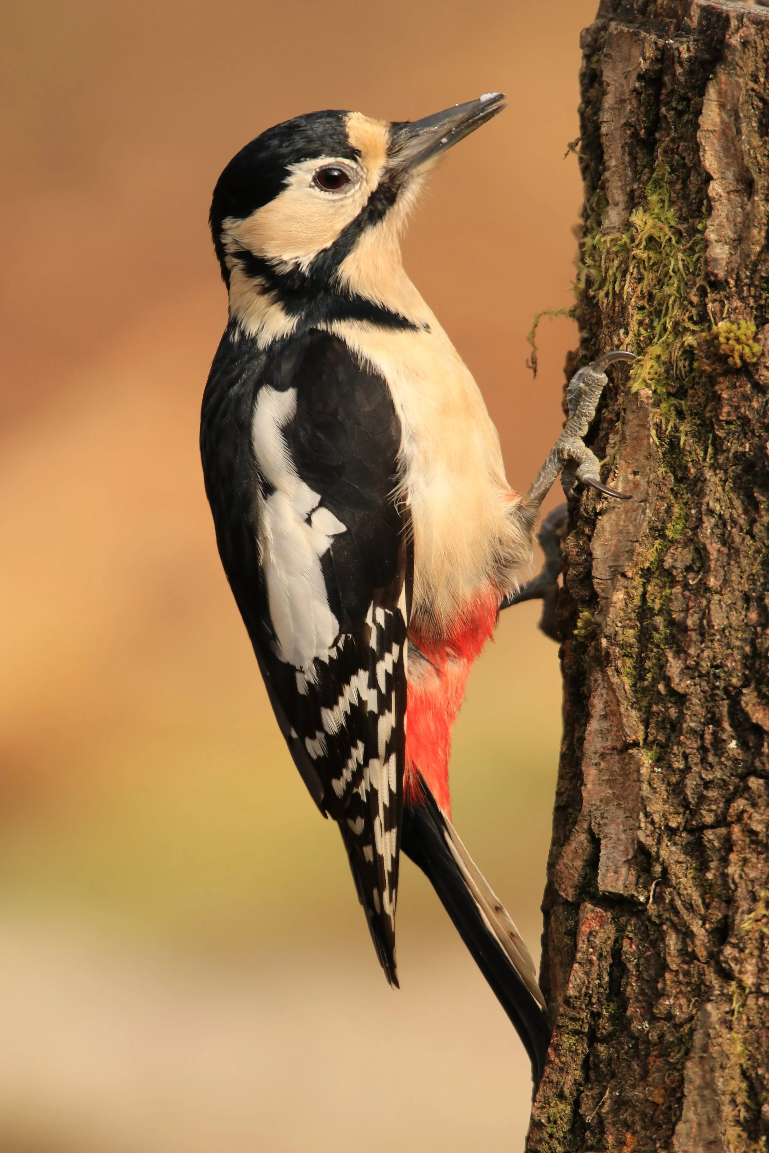 08 Great Spotted Woodpecker