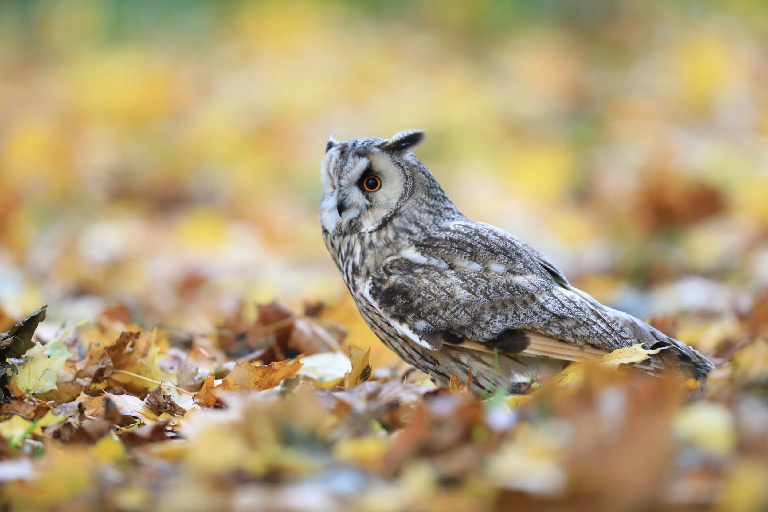 18 Long Earred Owl -  Hawk Conservancy