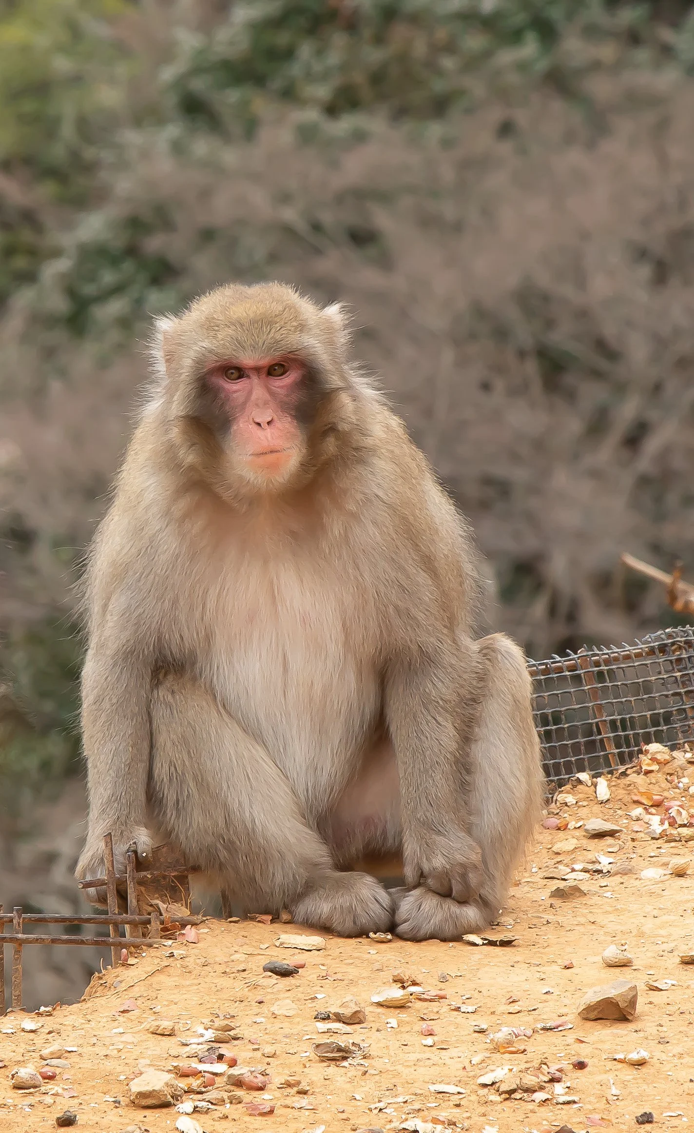 02 Japanese Macque