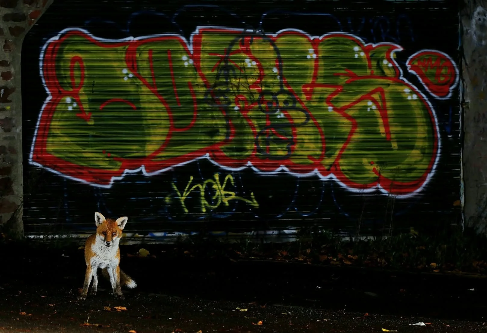 20 Red Fox