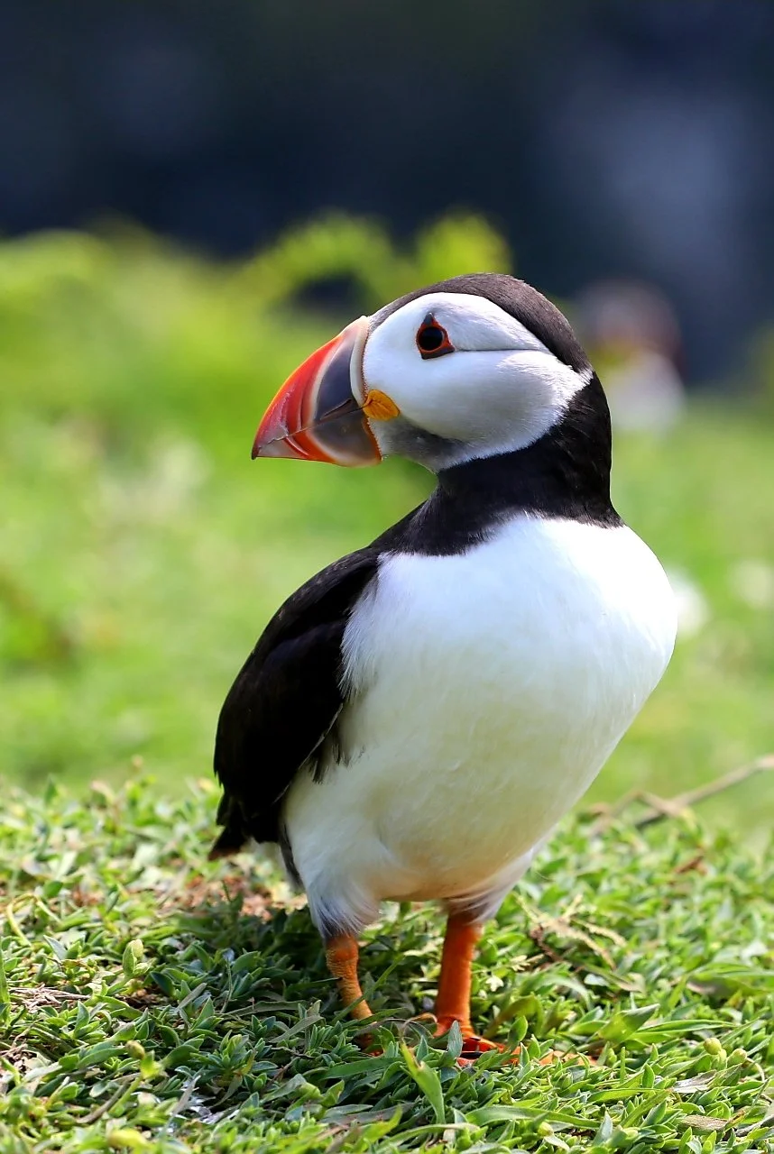 11 Puffin - Skomer