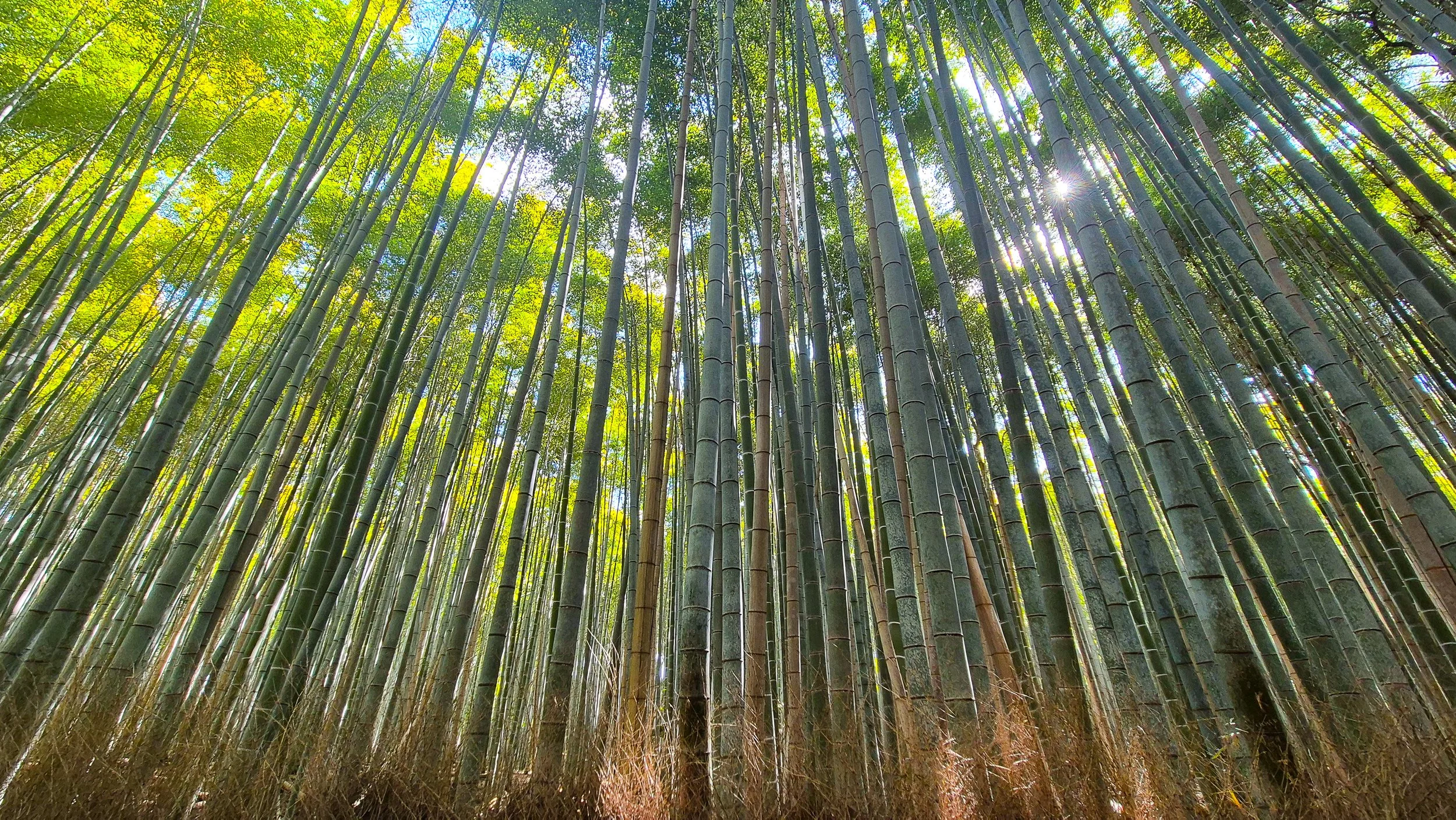 10 Bamboo Forest, Kyoto, Japan