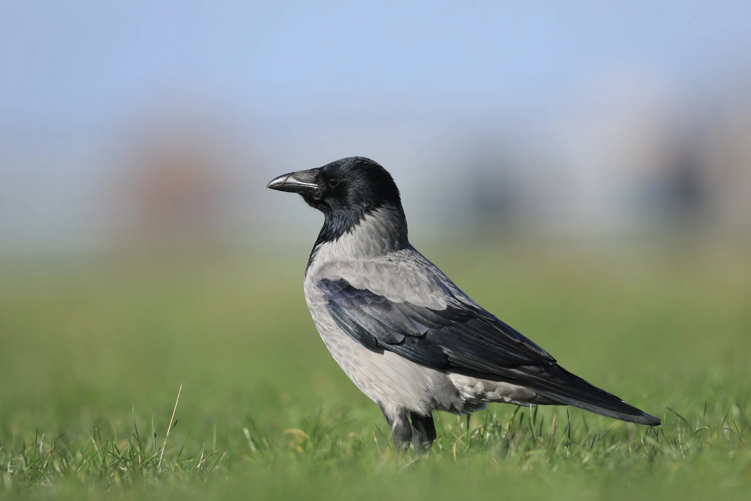 02 Hooded Crow