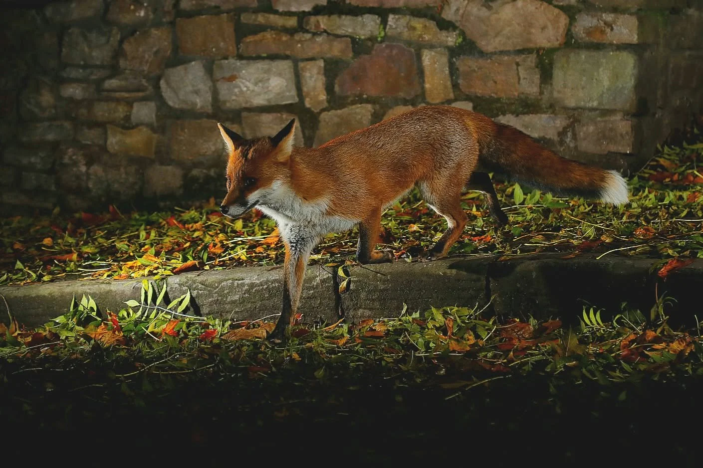 18 Red Fox