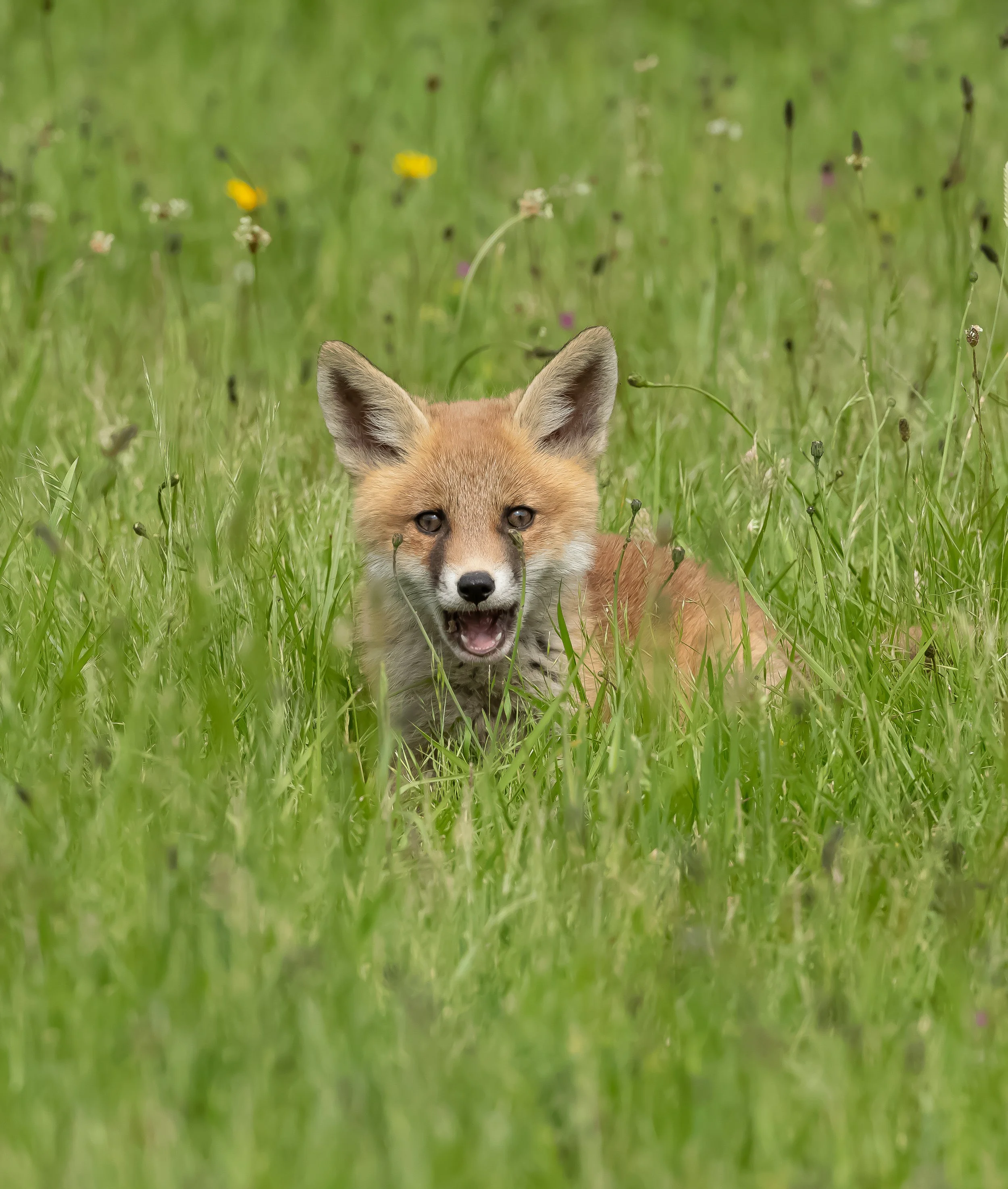 11 Red Fox