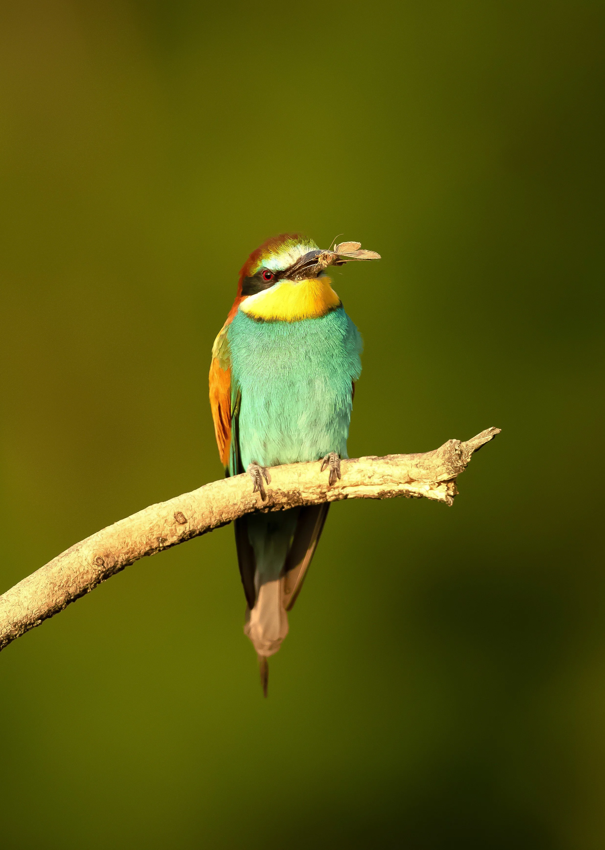 13 Bee-eater