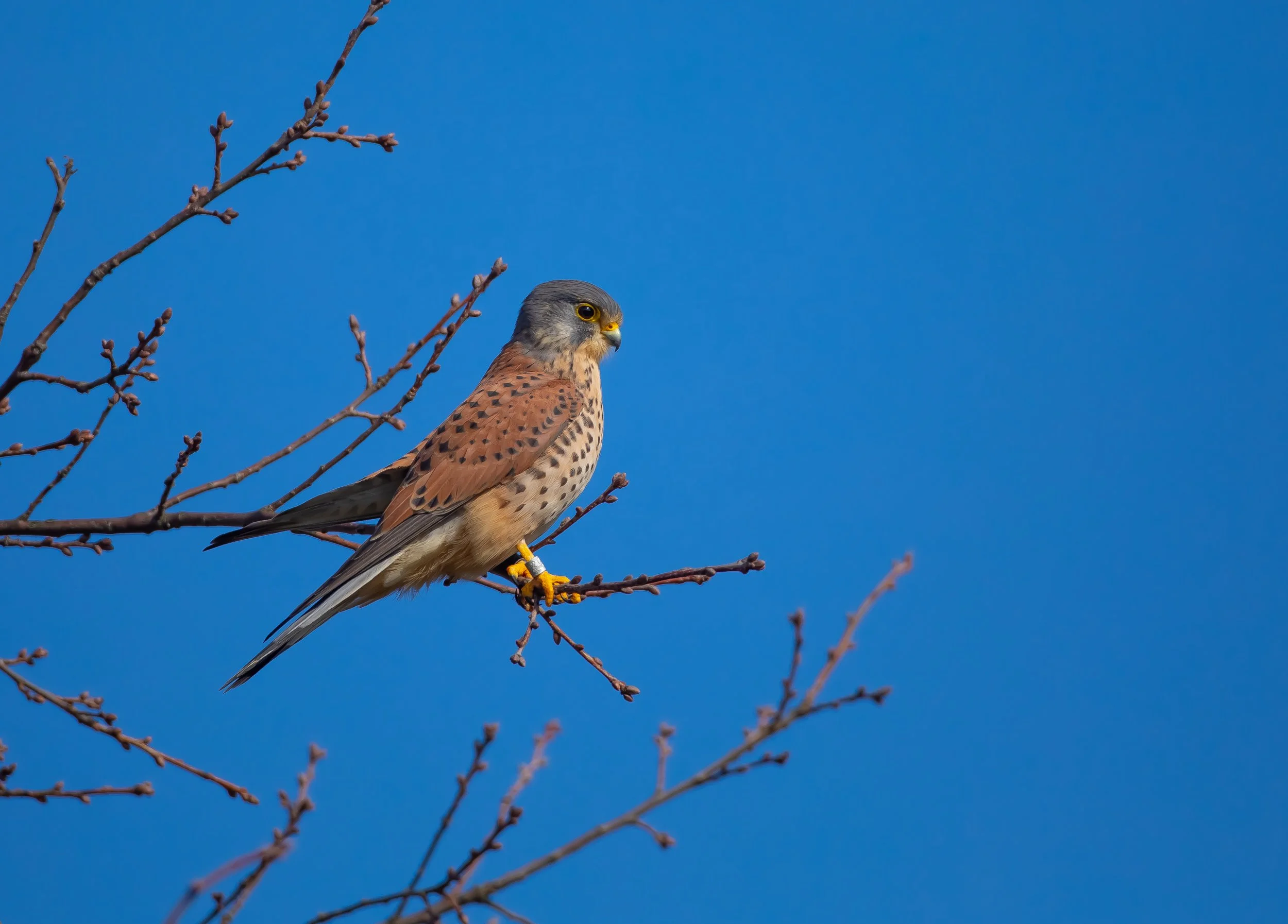 12 Male Kestrel