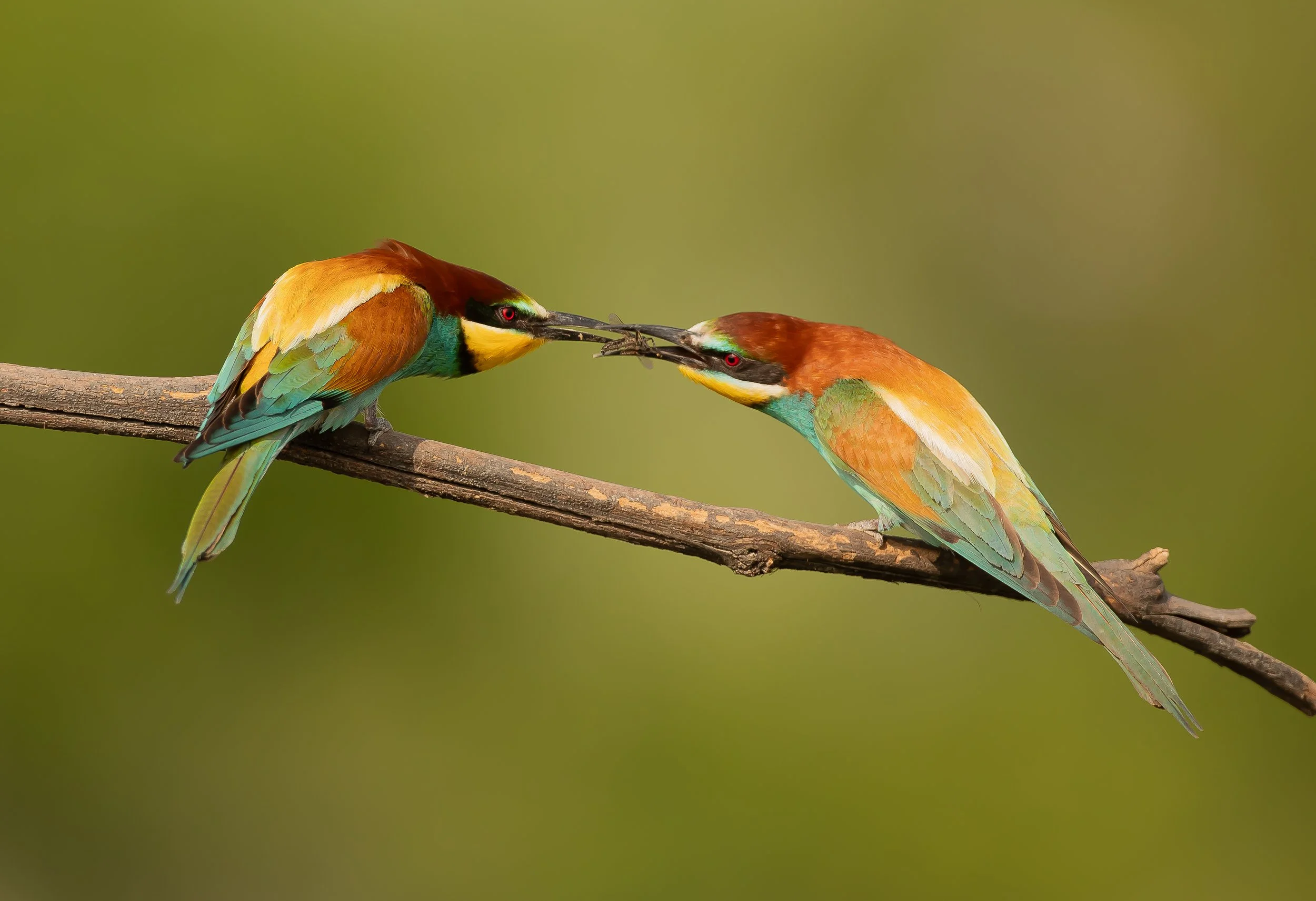 09 Bee-Eater.jpg