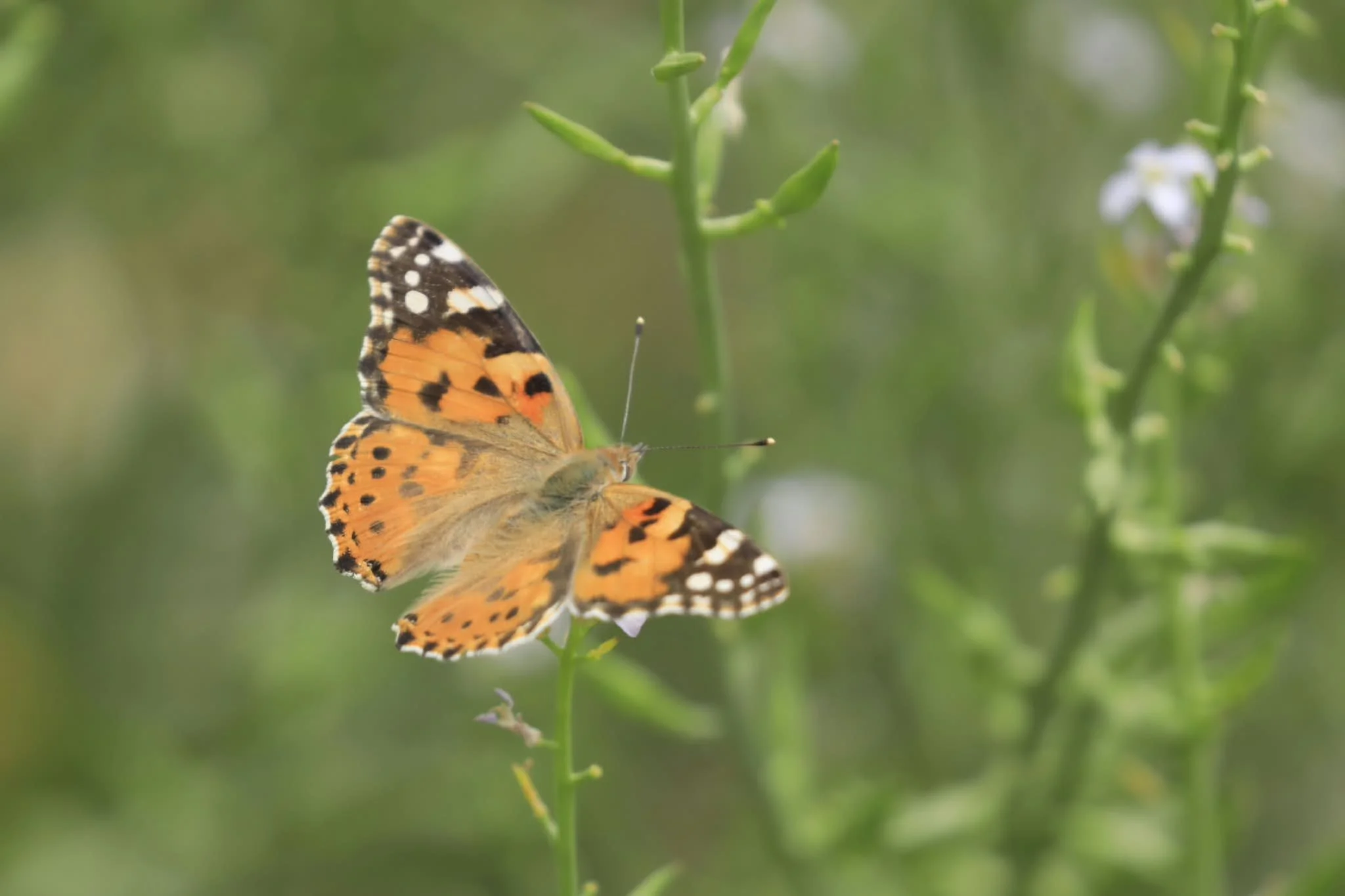 03 Painted Lady