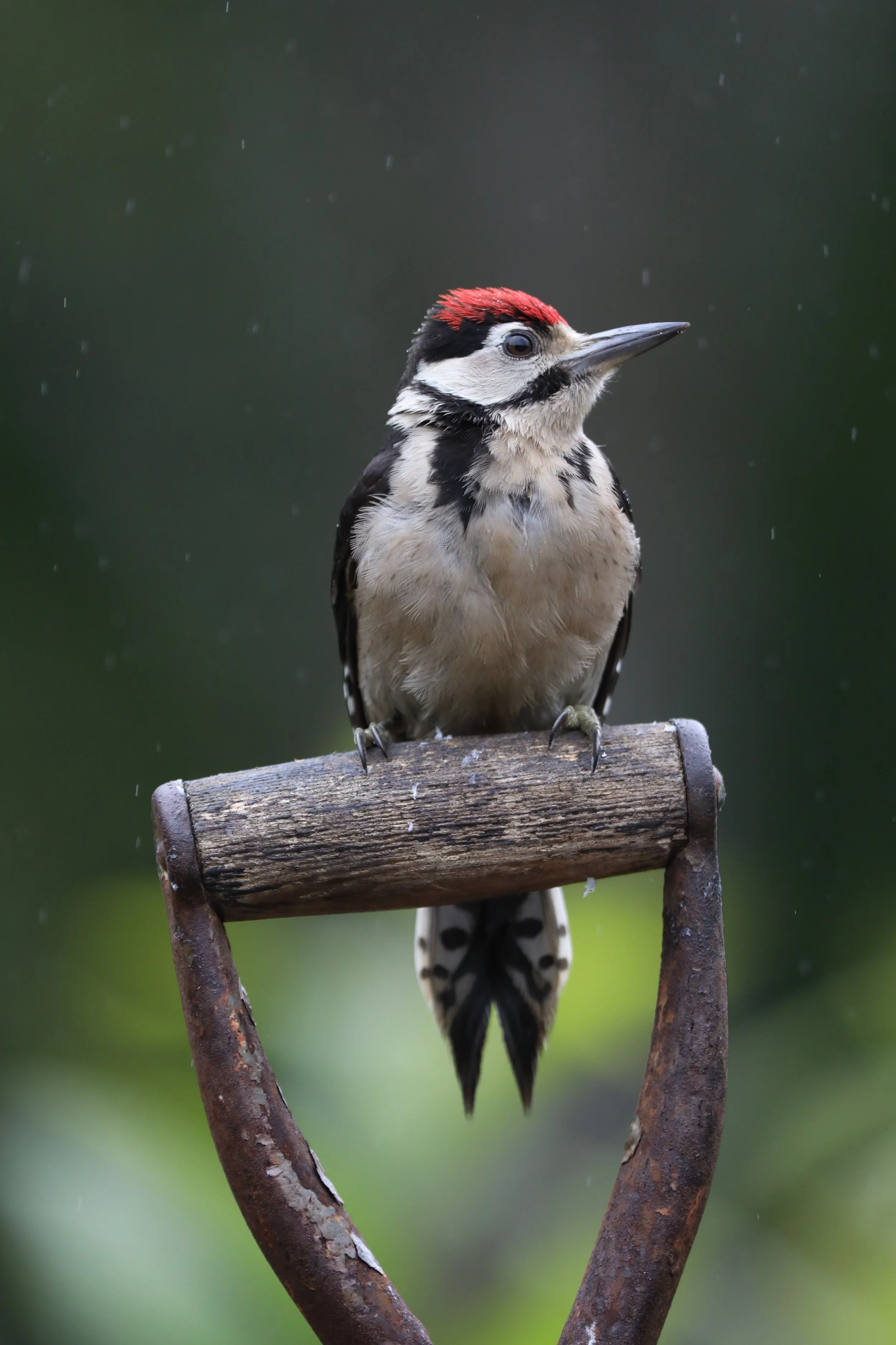 34 Great Spotted Woodpecker