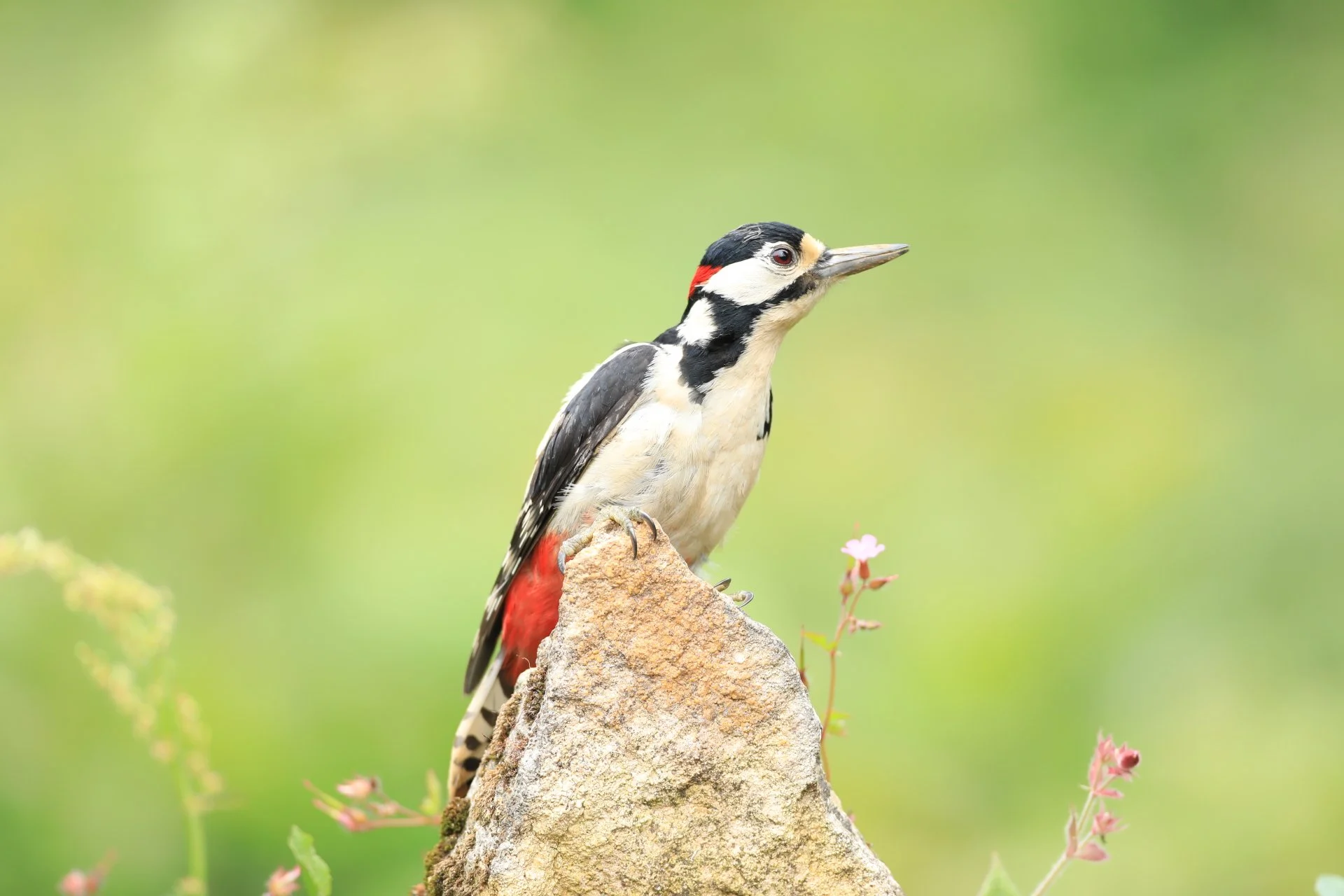 21 Great Spotted Woodpecker