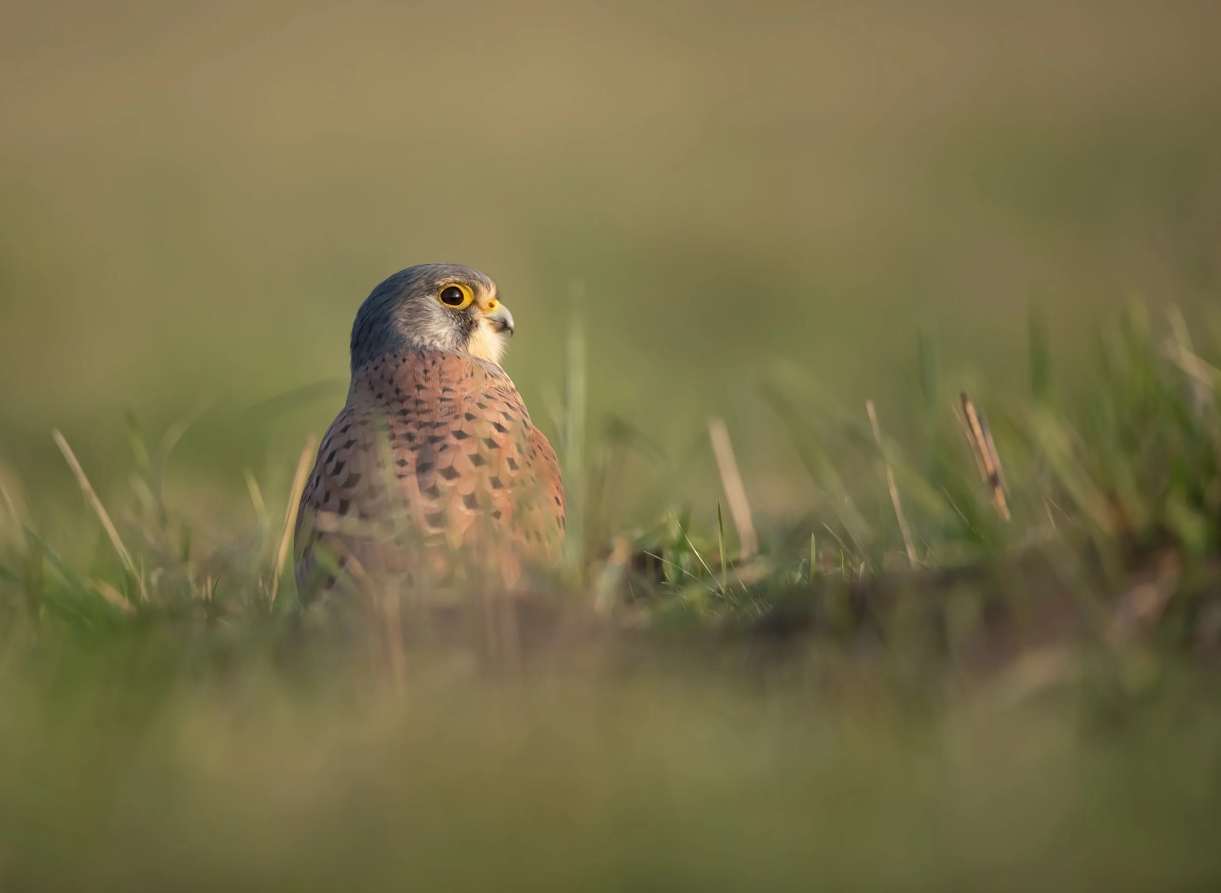 13 Male Kestrel