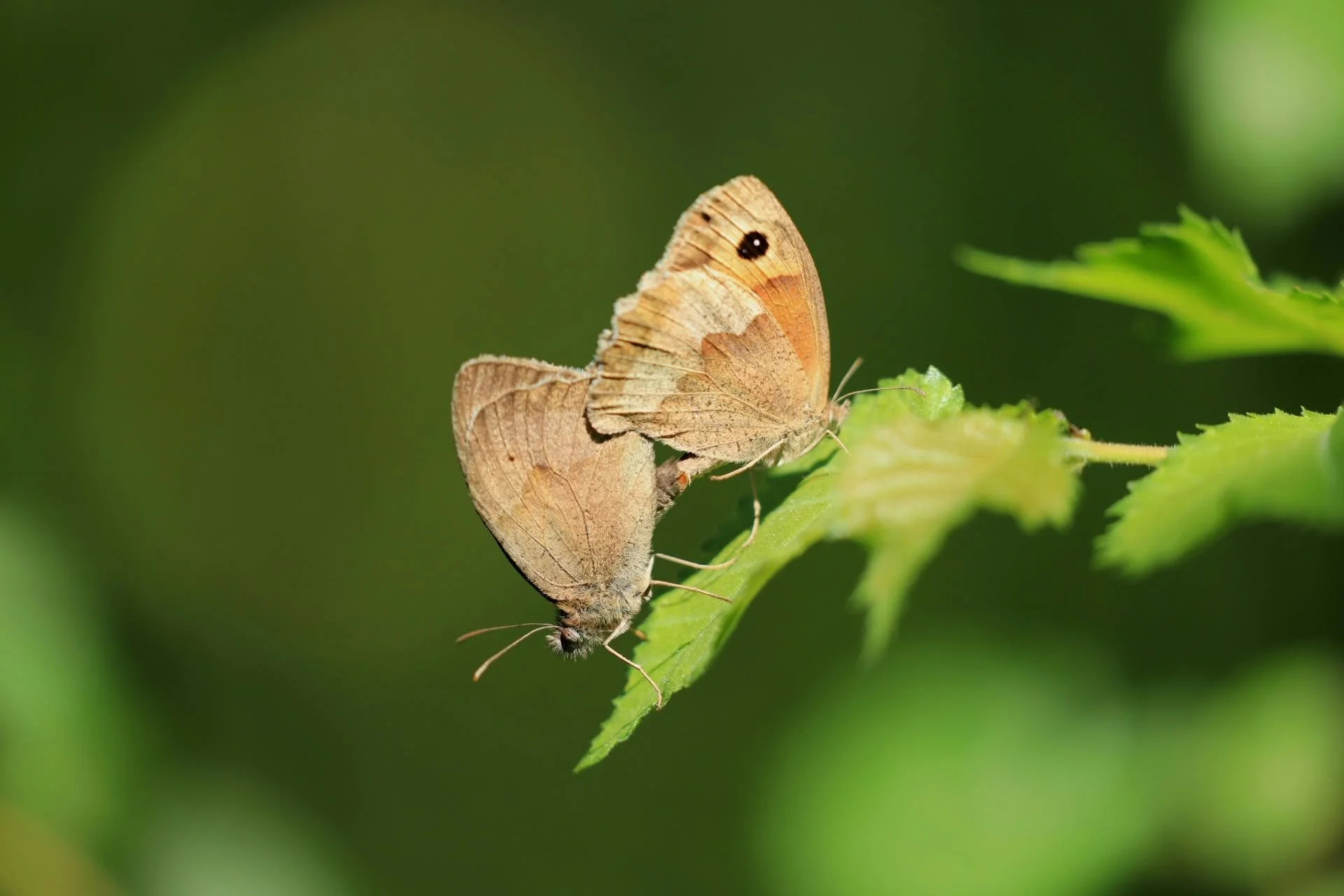 09 Small Heath pair