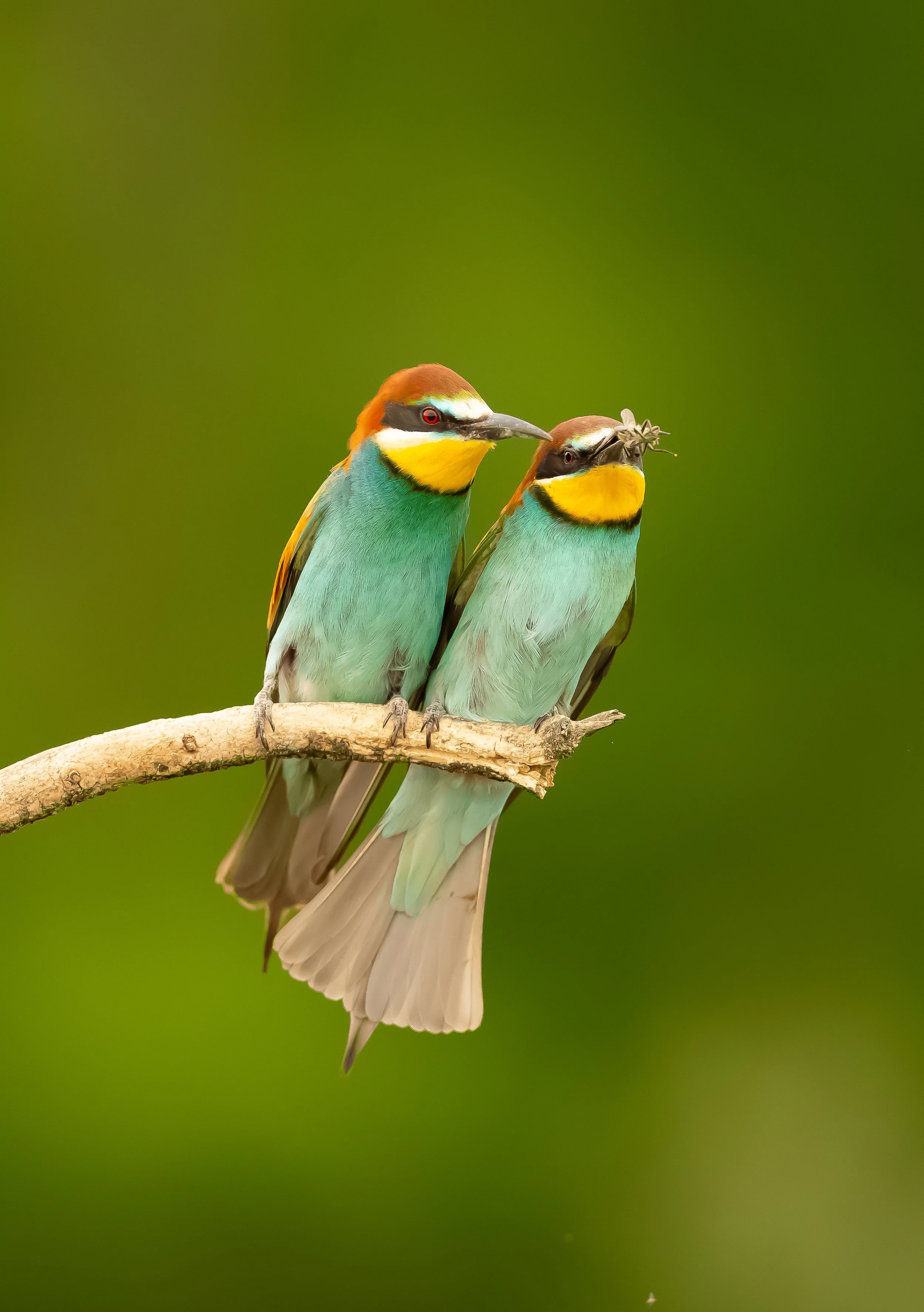 11 Bee-eater