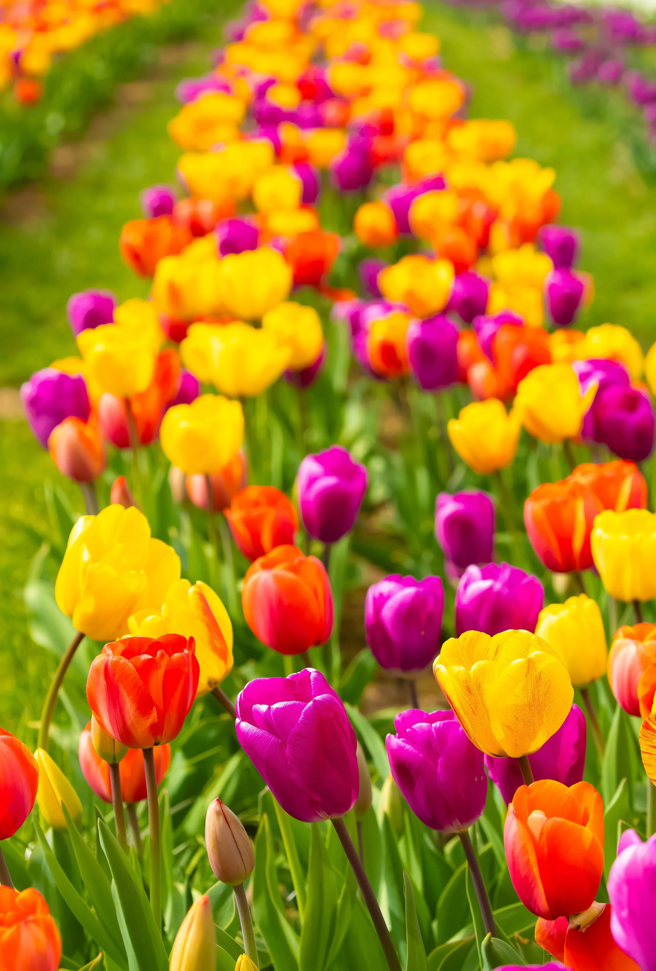 04 Tulips