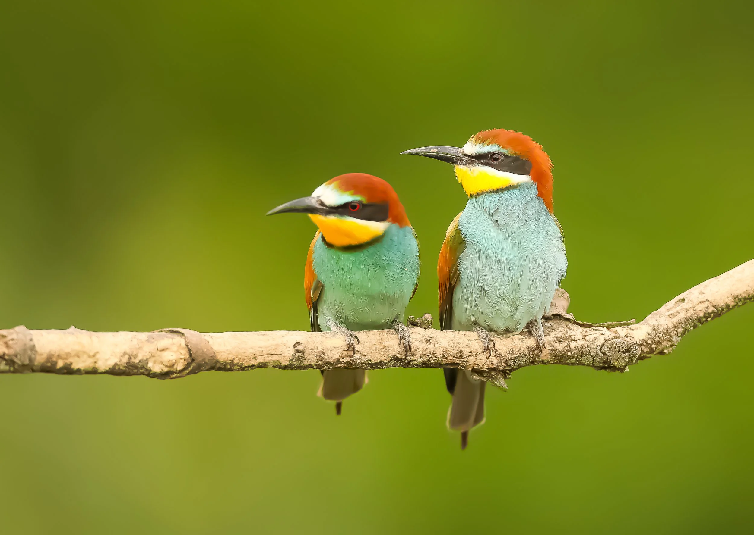 10 Bee-eater