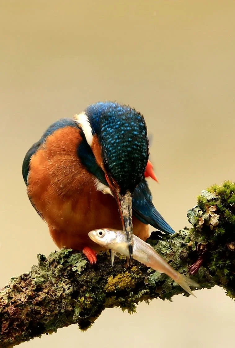03 Kingfisher