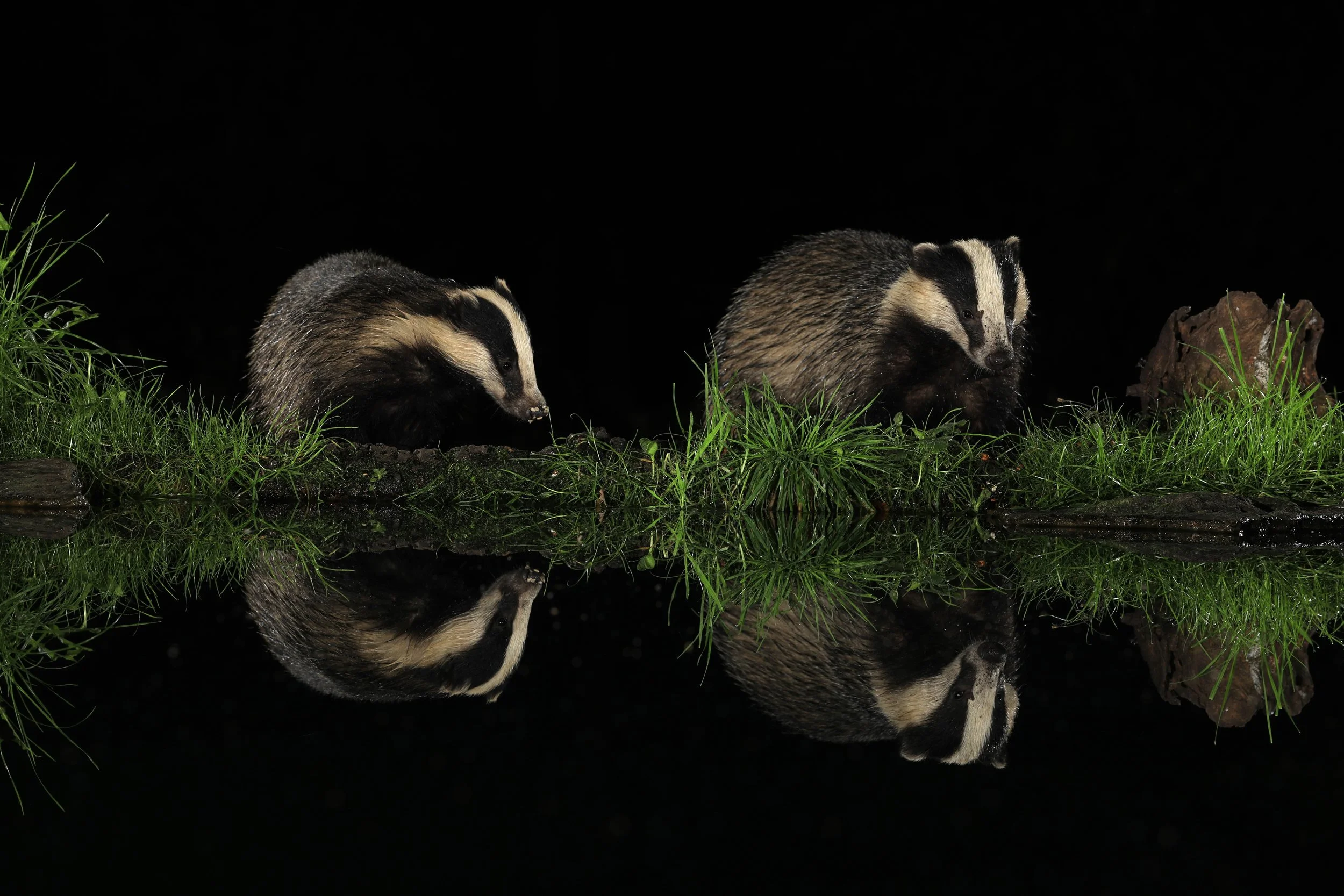 07 Badger double reflection