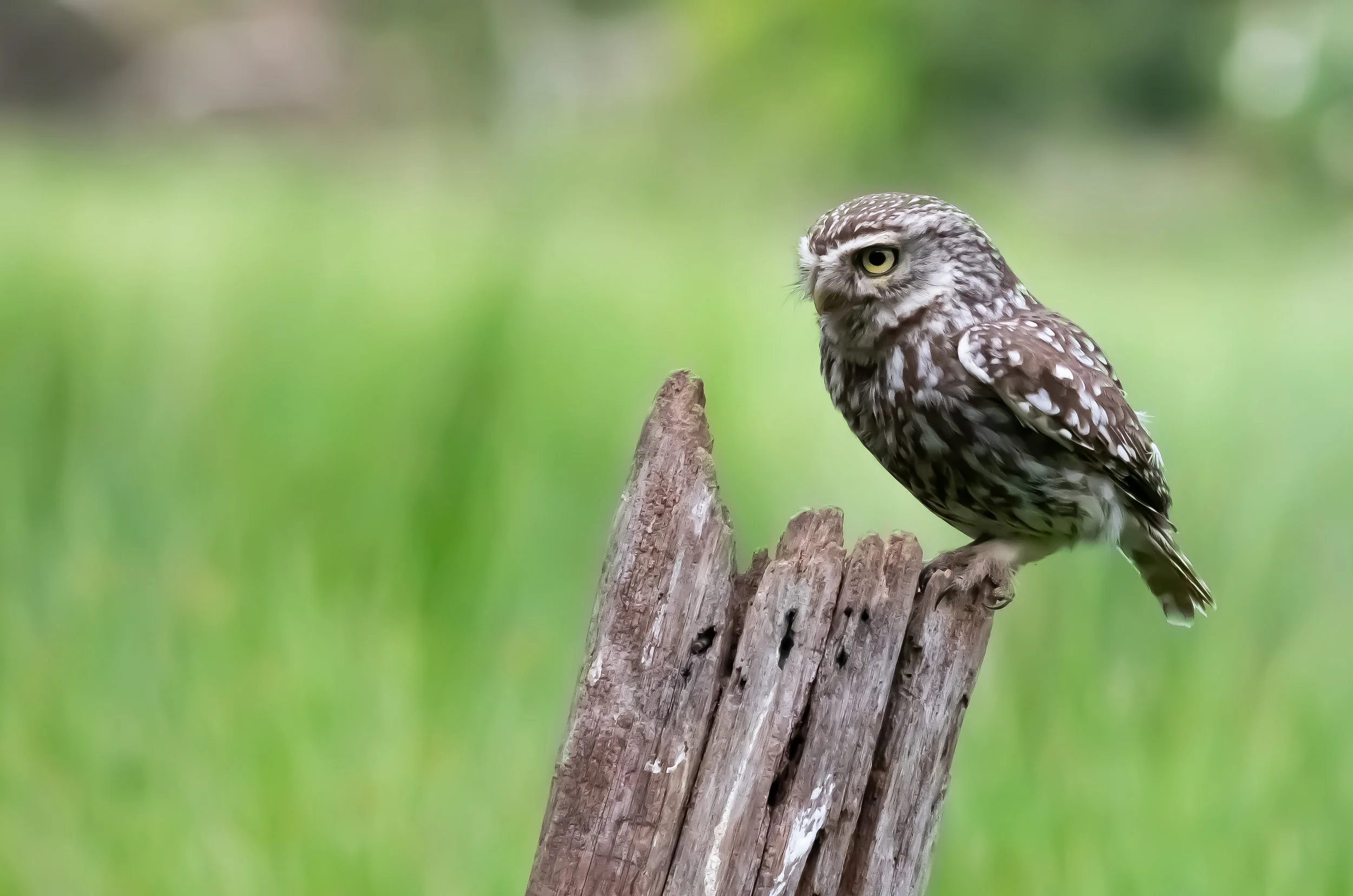 22 Little Owl