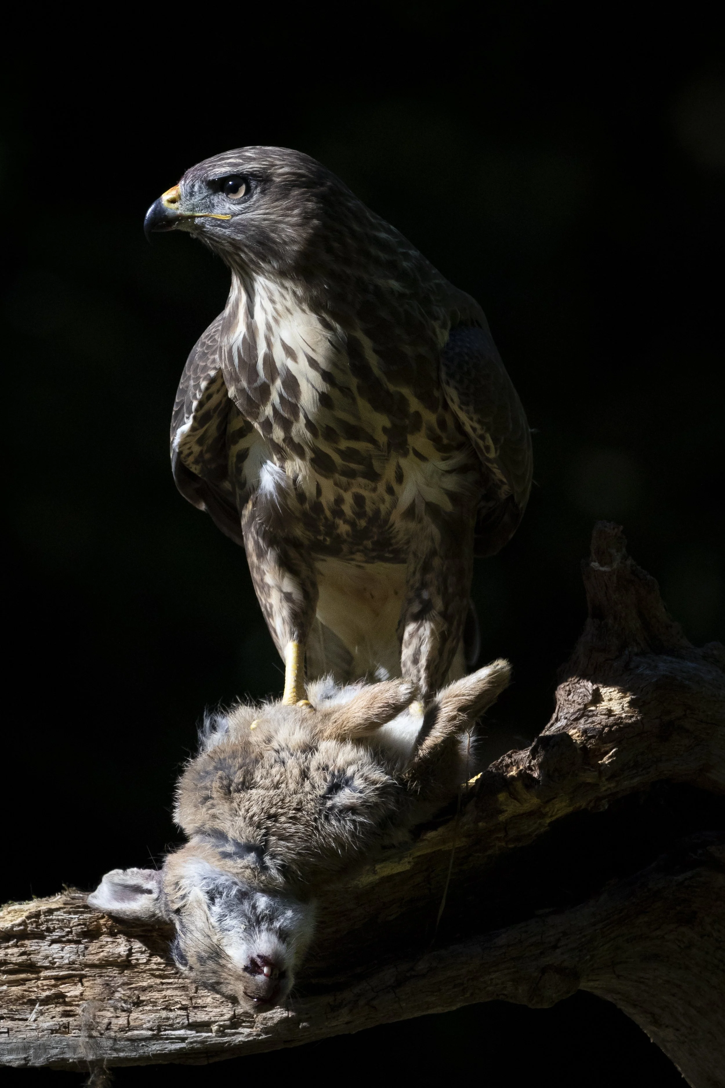 15 Buzzard