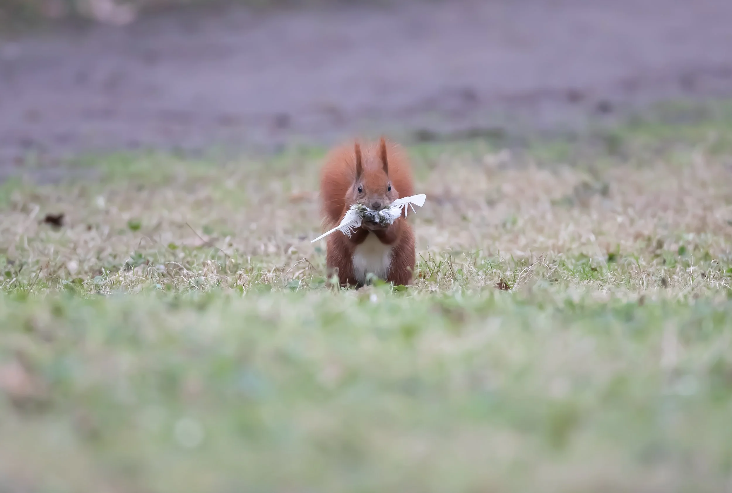 05 Red Squirrel