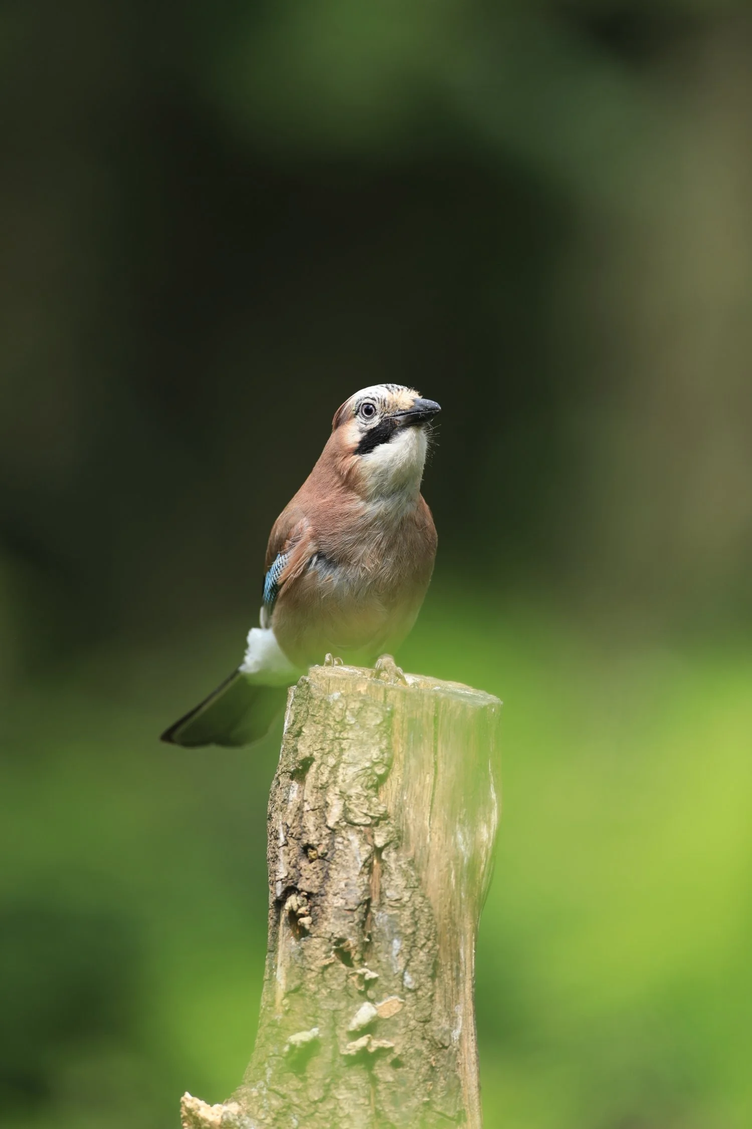 25 Jay on wood stump 1