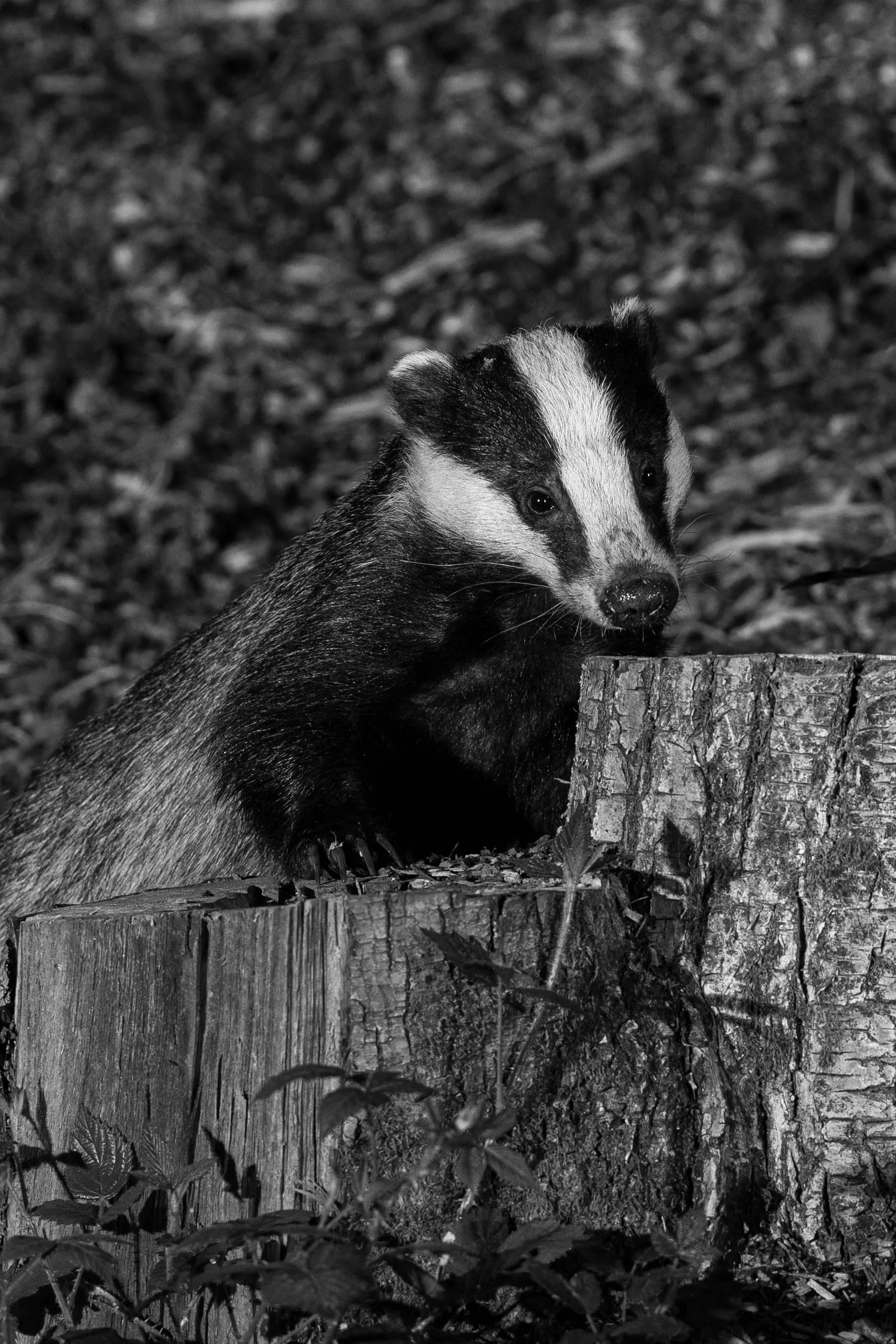 12 Badger
