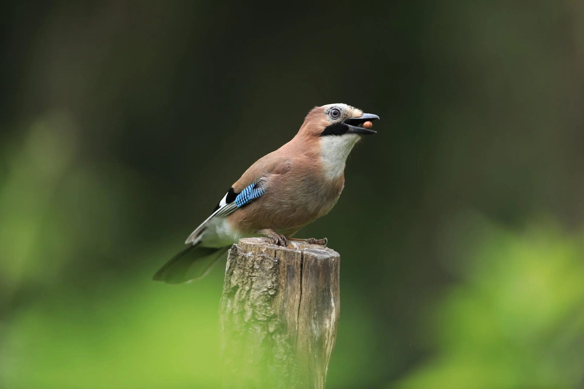 27 Jay on wood stump 2