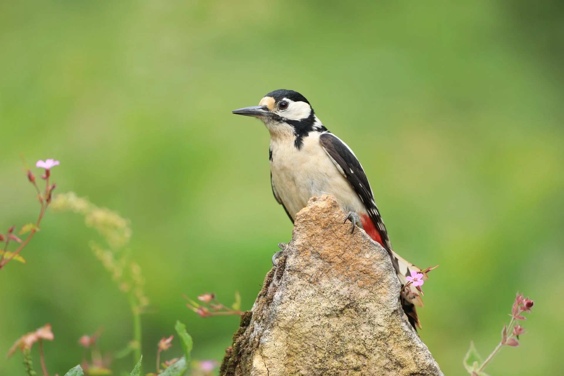 23 Great Spotted Woodpecker