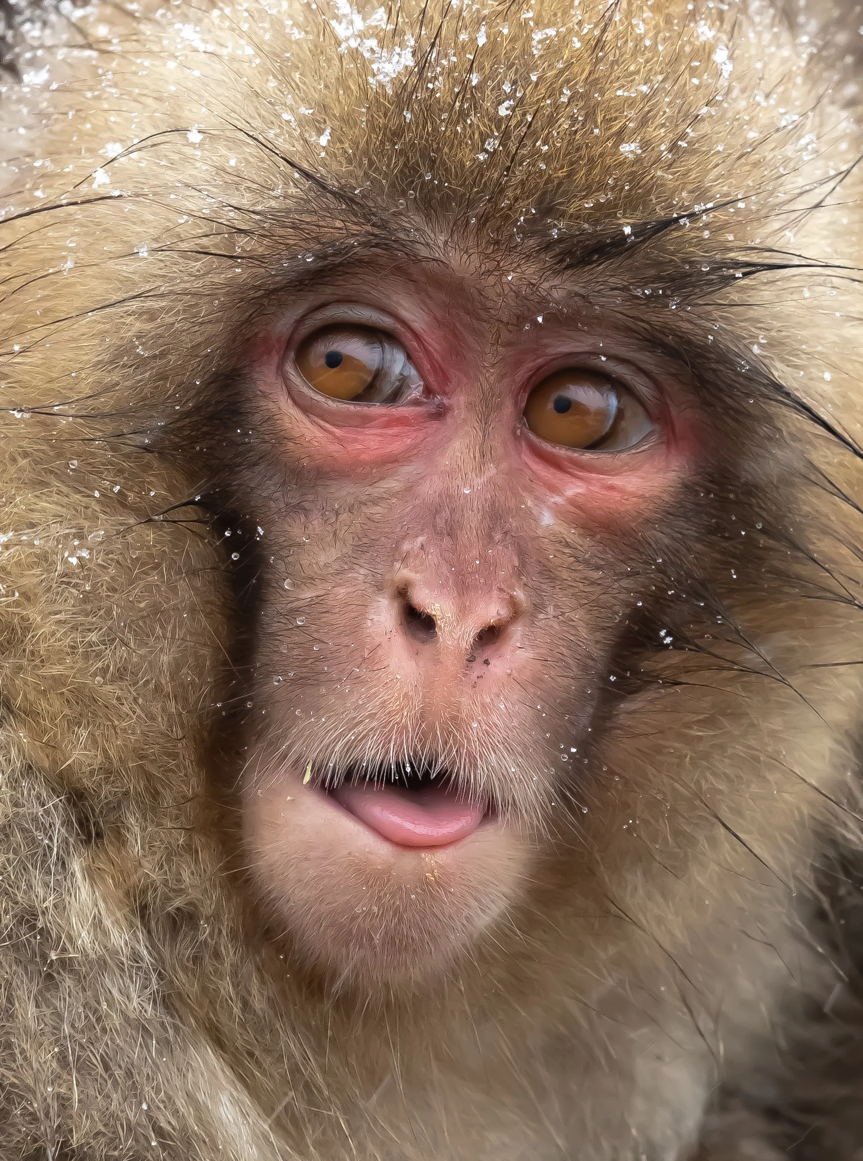07 Snow Monkey