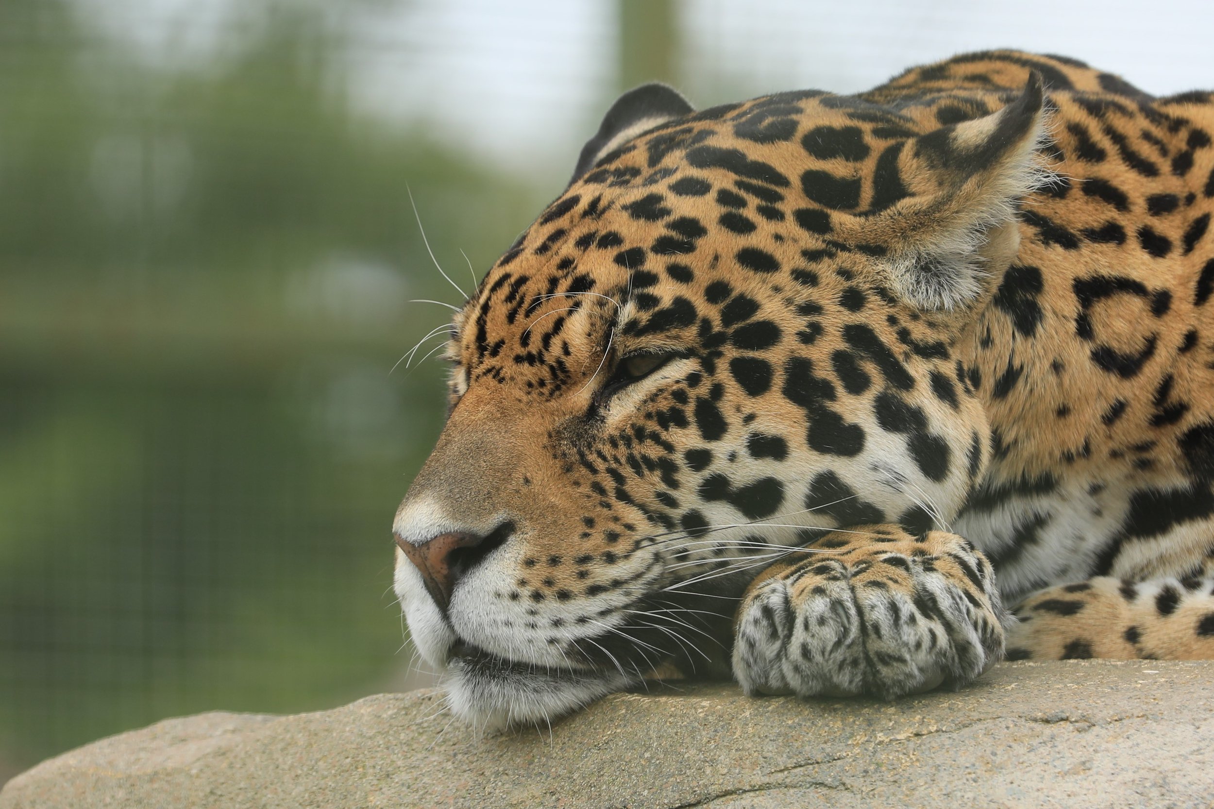 01 Leopard