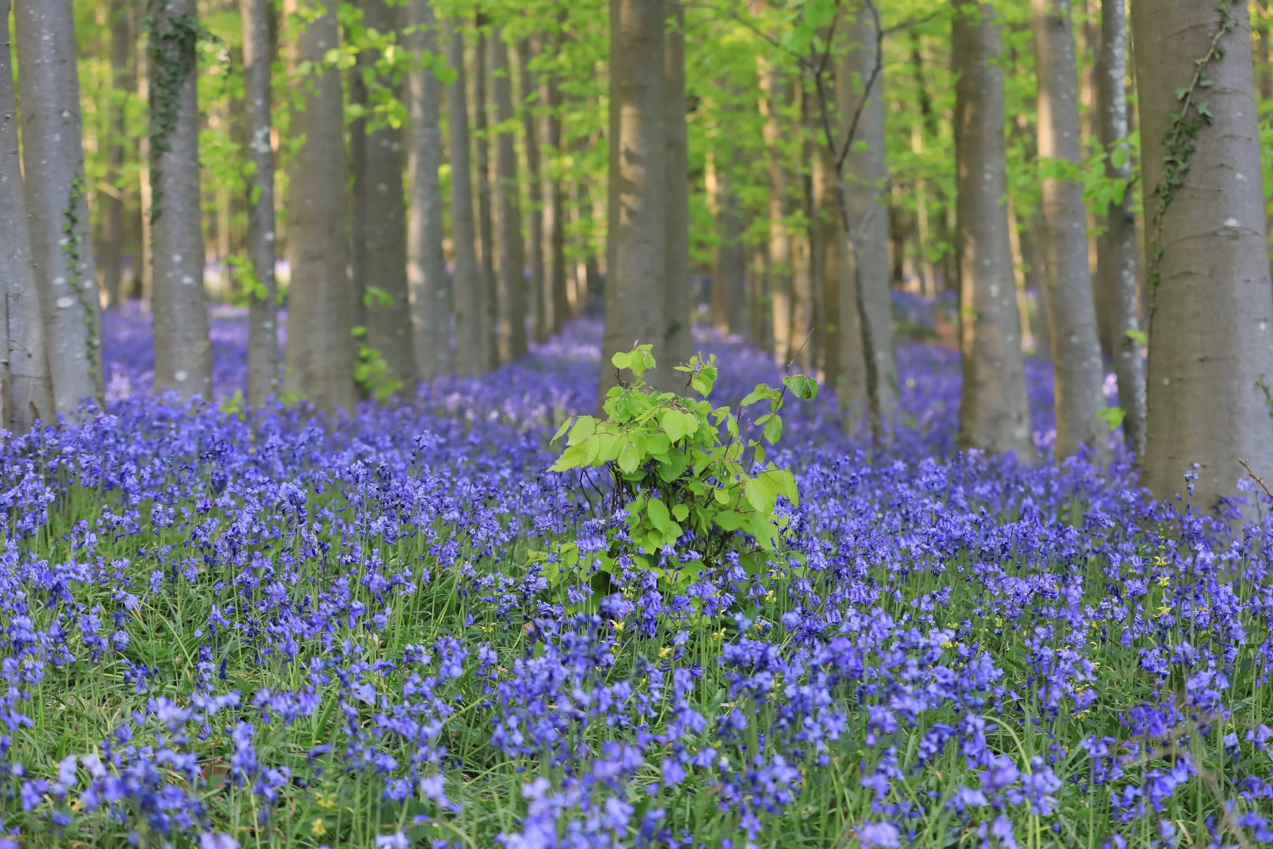 08 Bluebells