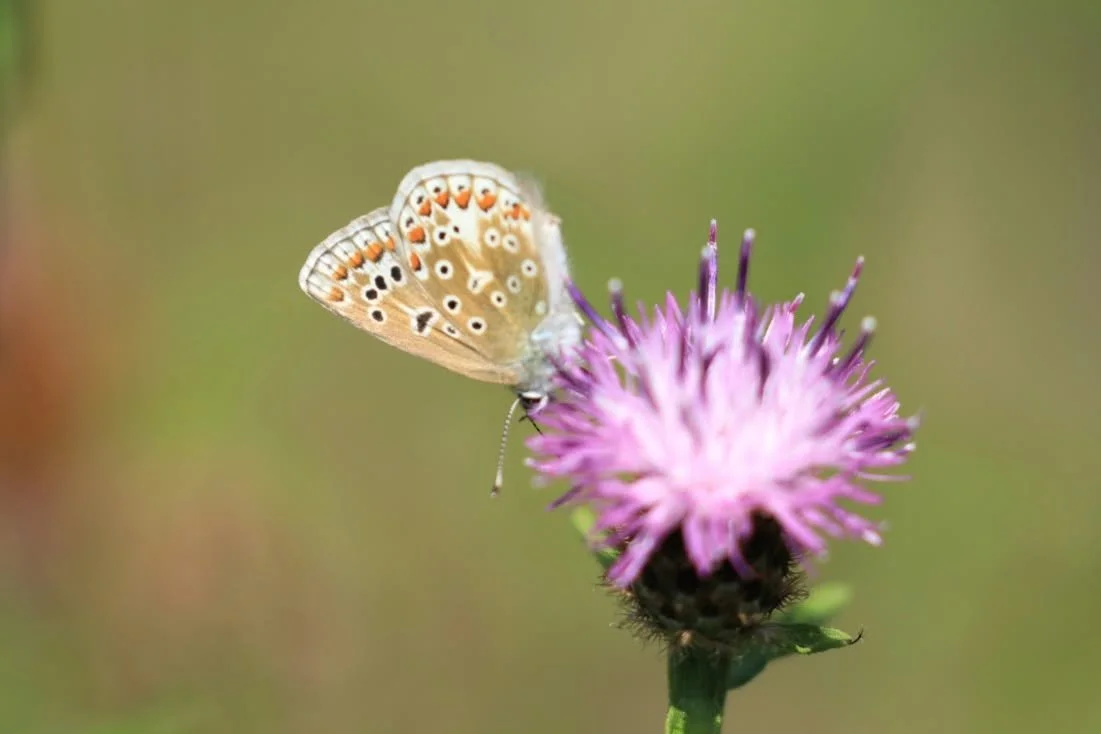 10 Common Blue