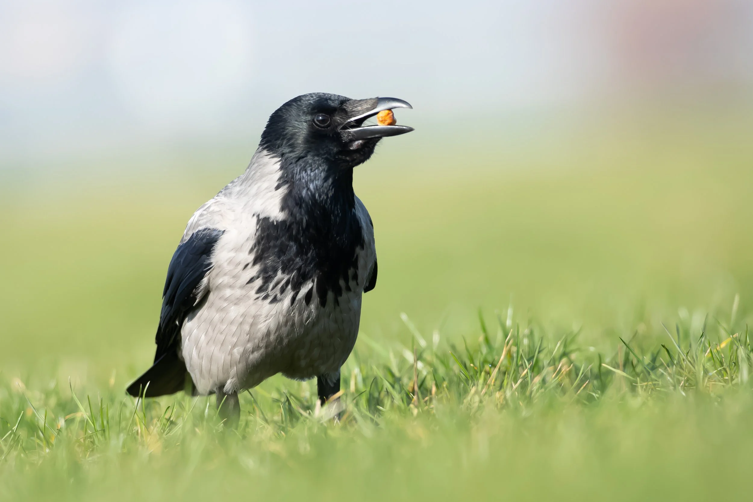 06 Hooded Crow