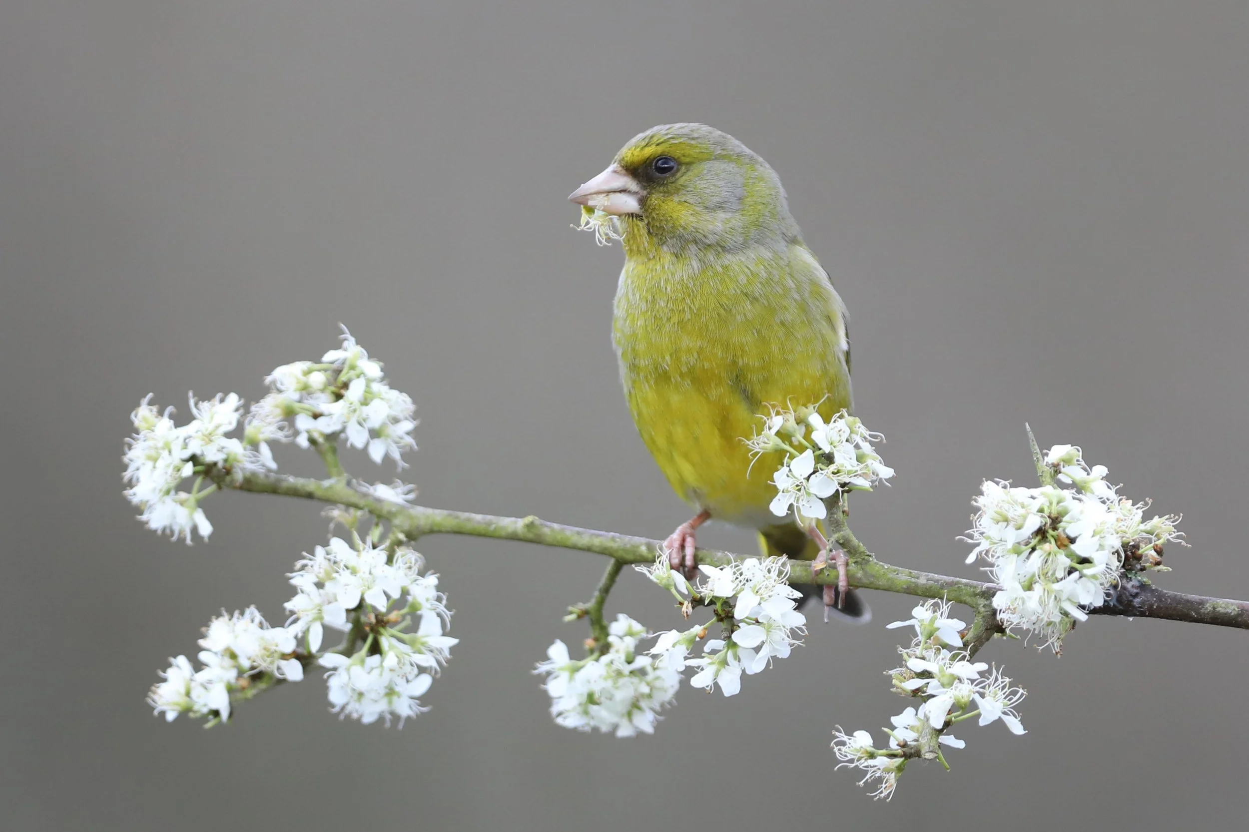 14 Green Finch