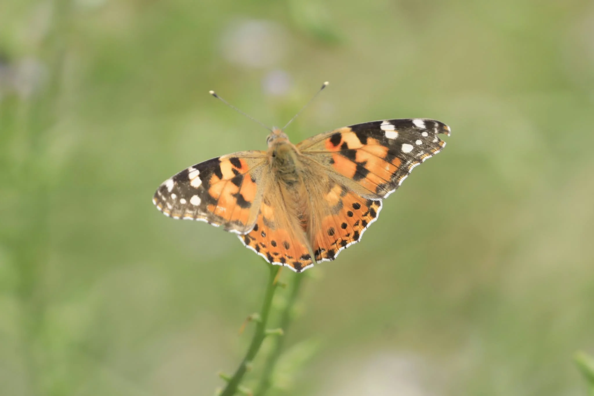 02 Painted Lady