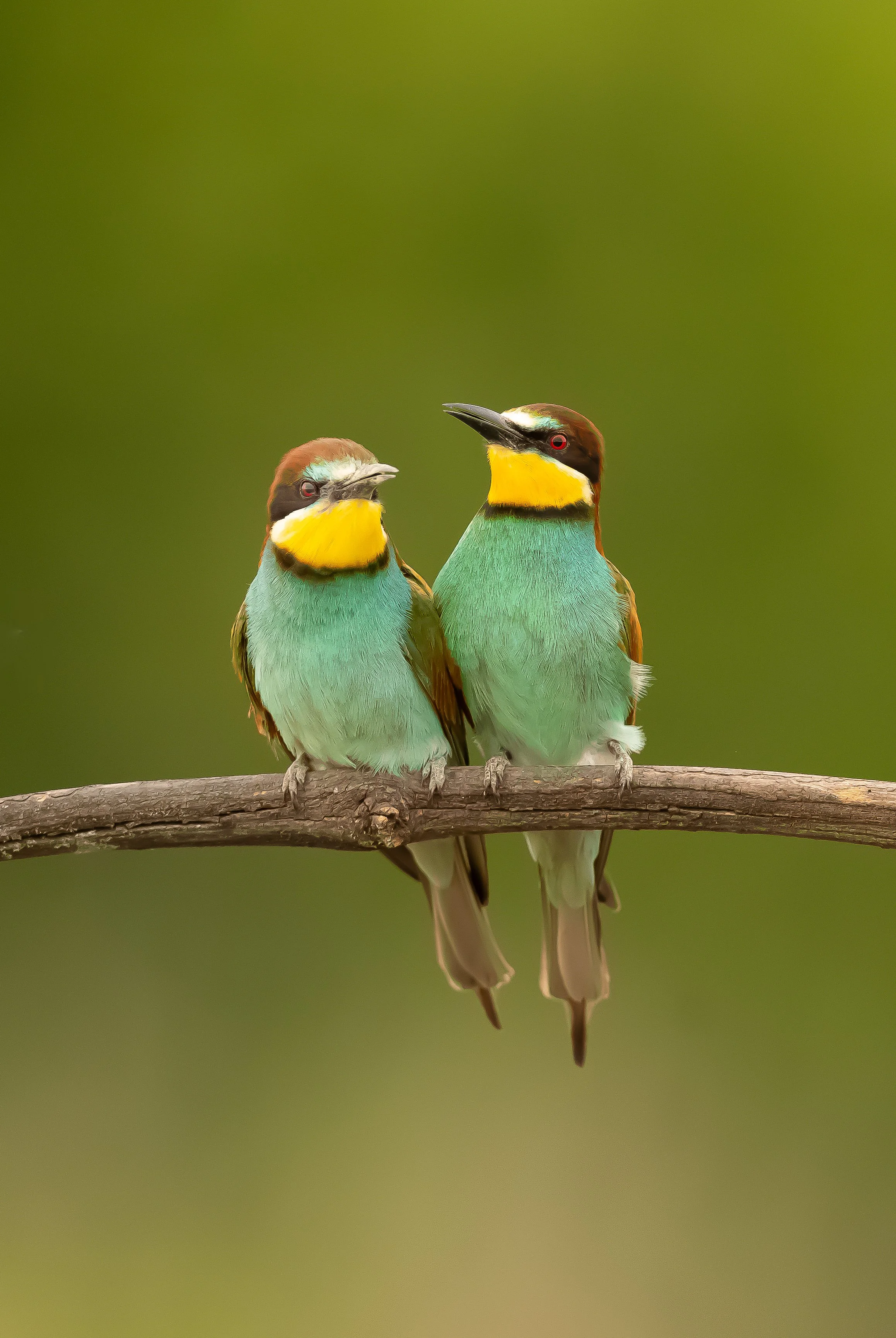 06 Bee-eater