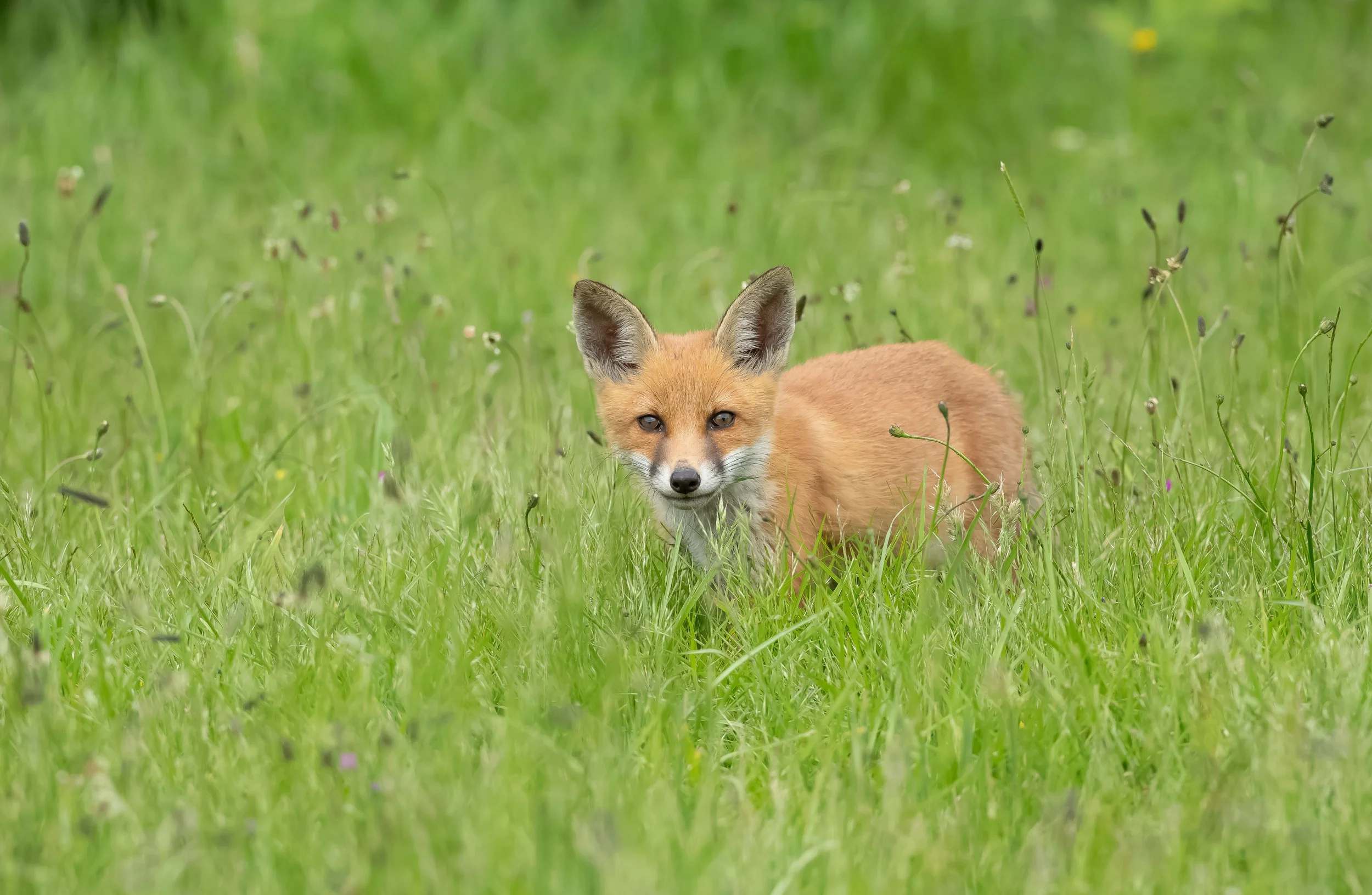 15 Red Fox