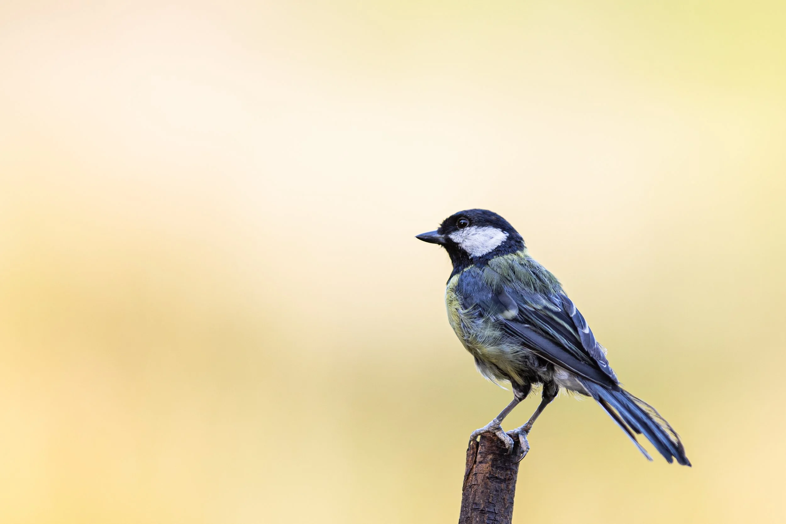 15 Great Tit