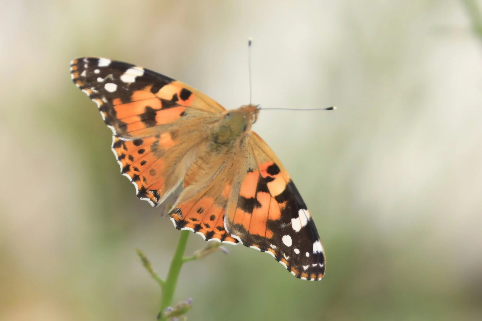 06 Painted Lady