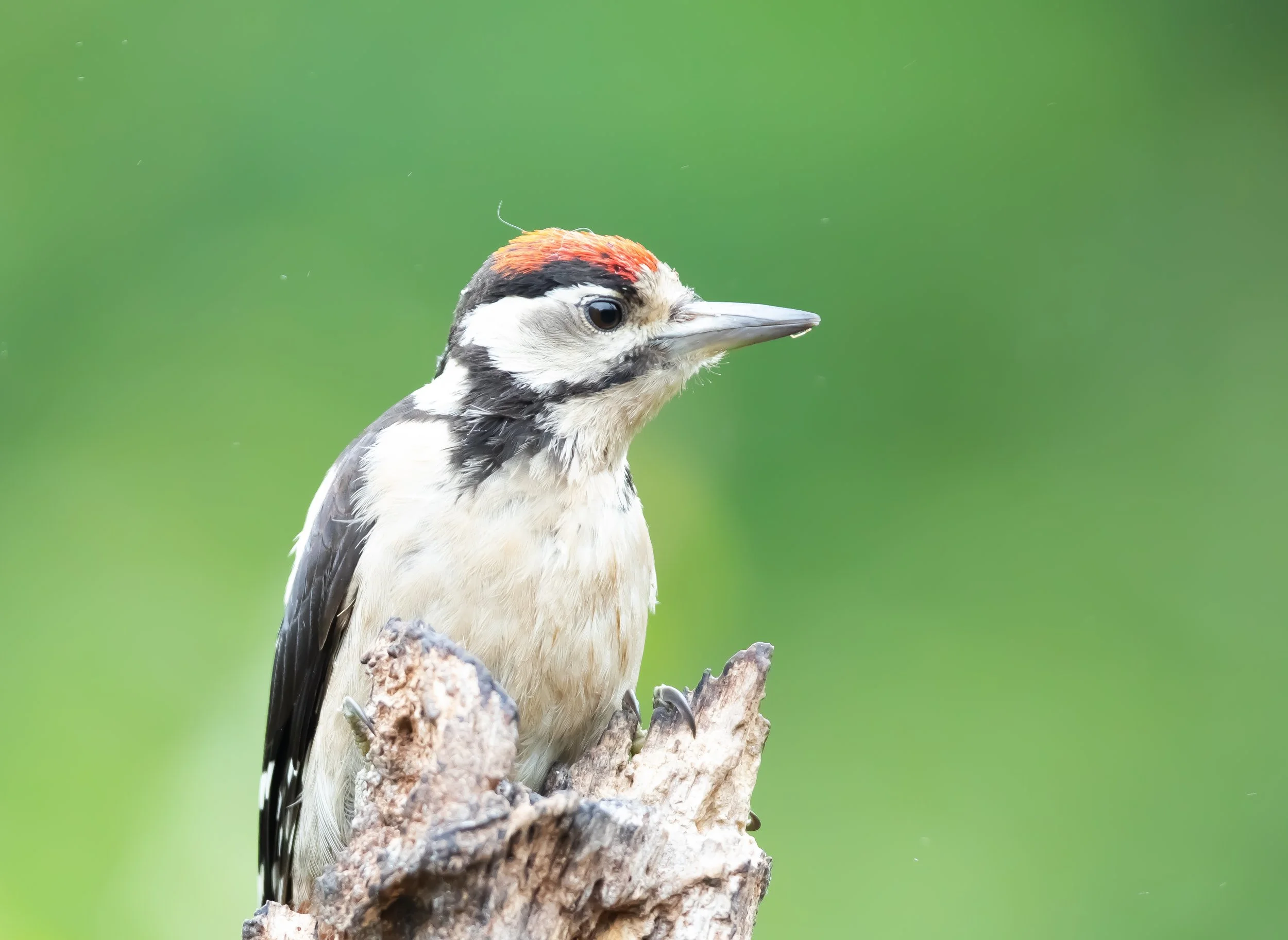 33 Great Spotted Woodpecker