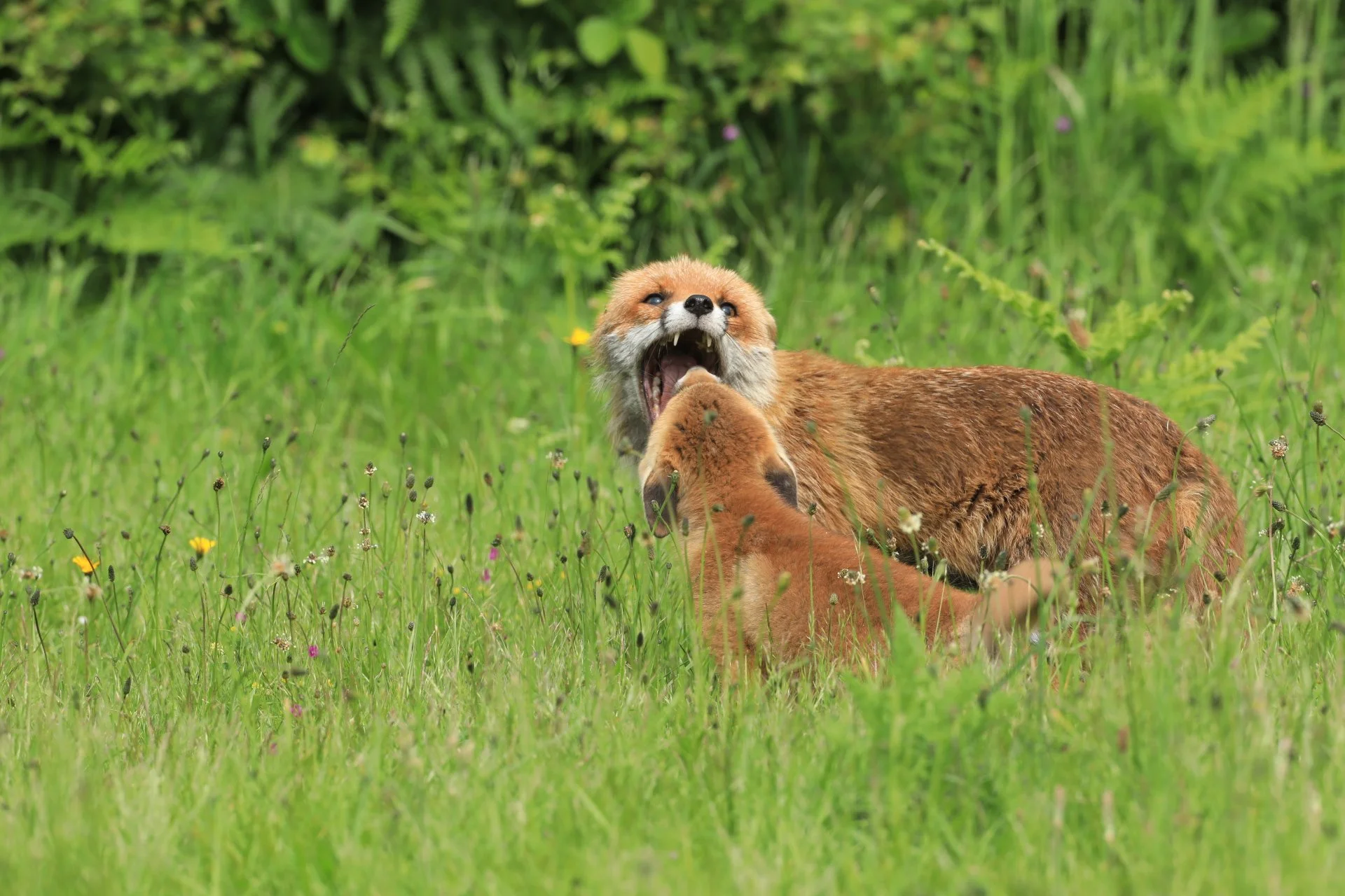 03 Red Fox adult & cub