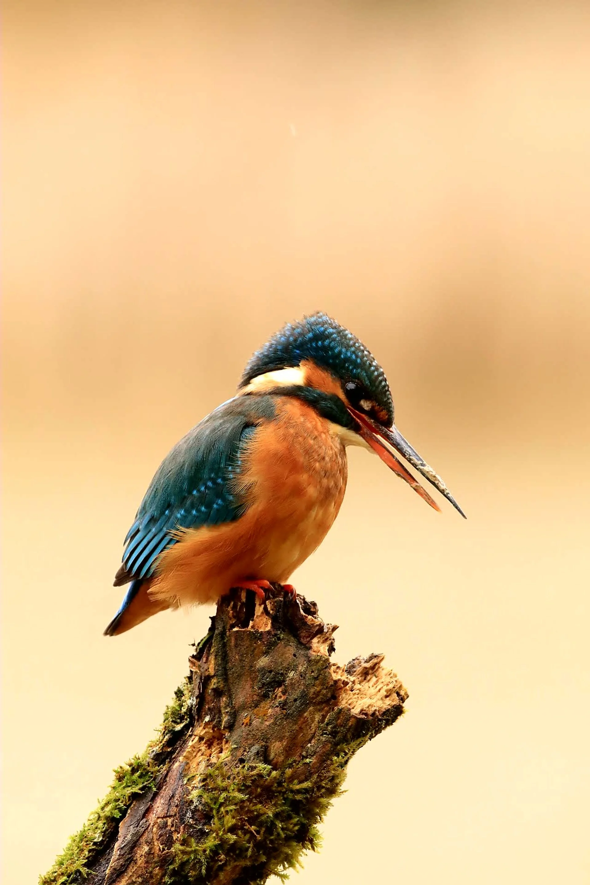 04 Kingfisher