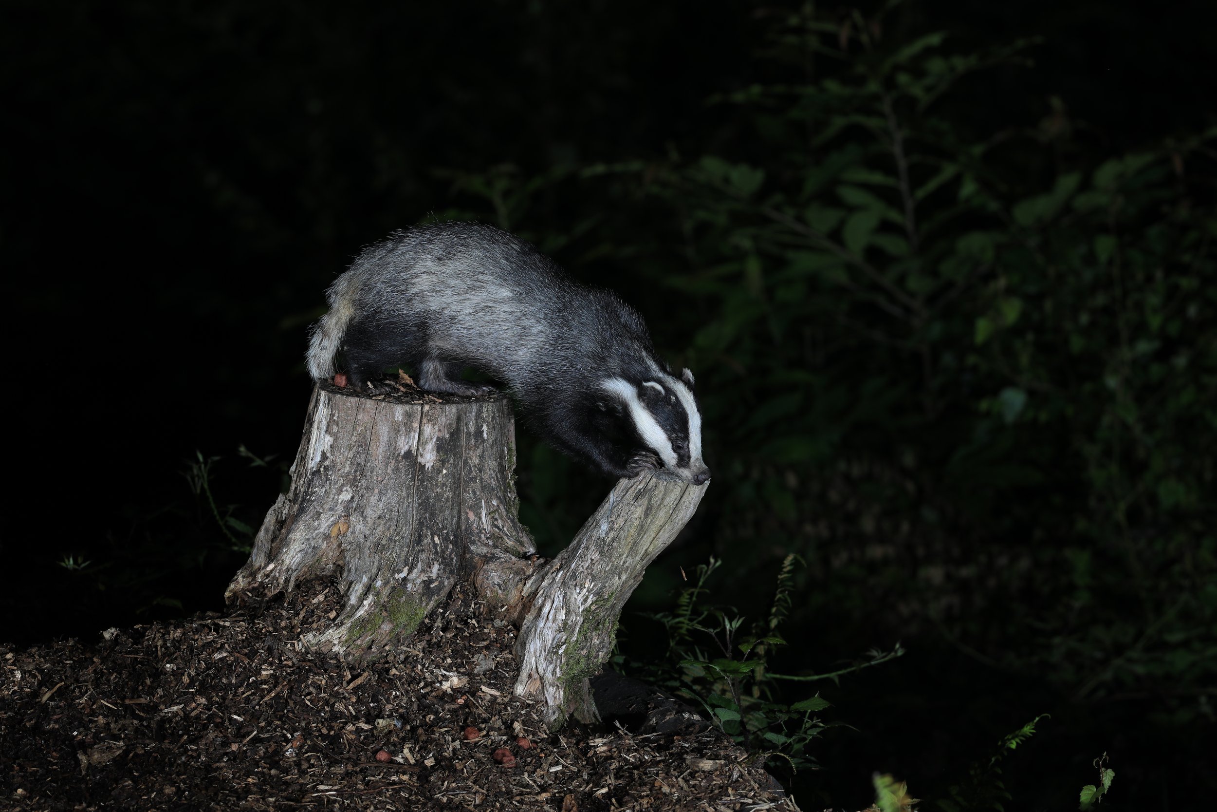 09 Badger tree trunk