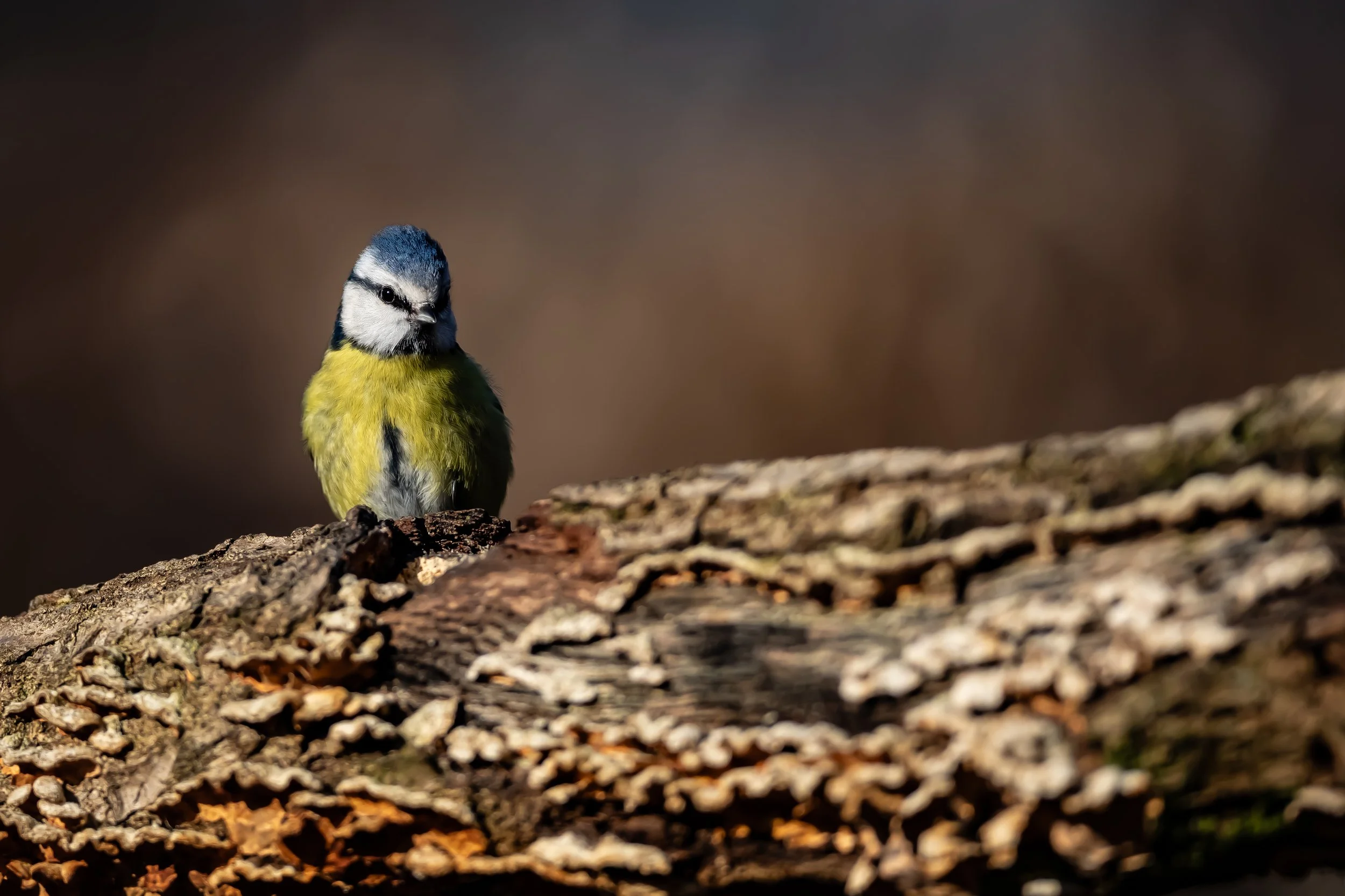 22 Blue Tit